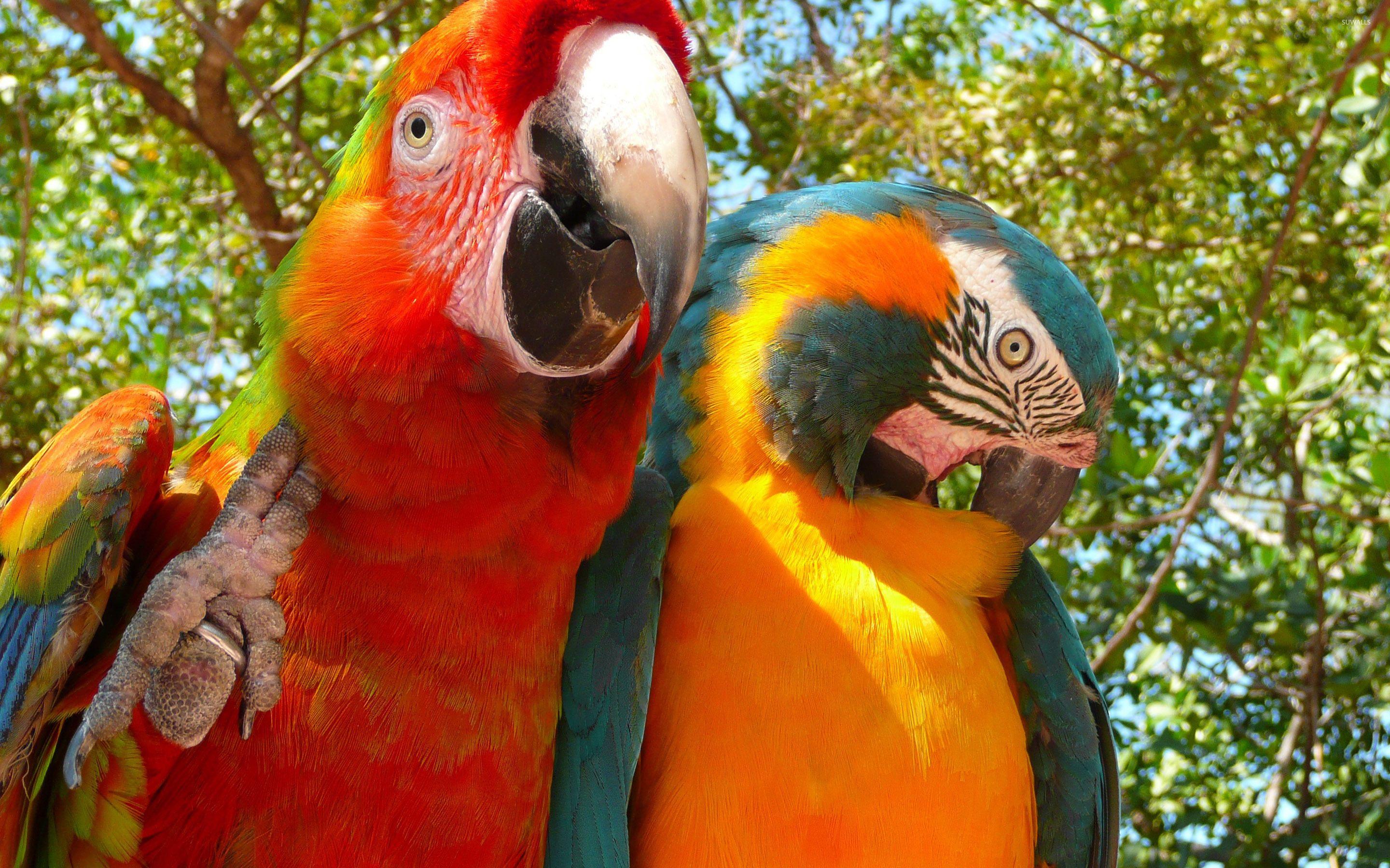 2880x1800 Macaw birds under a tree wallpaper wallpaper