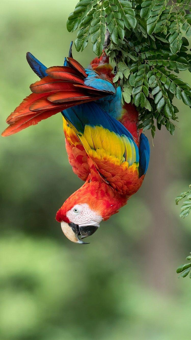 750x1334 Wallpaper Parrot, macaw, colorful feathers, tree 1920x1440