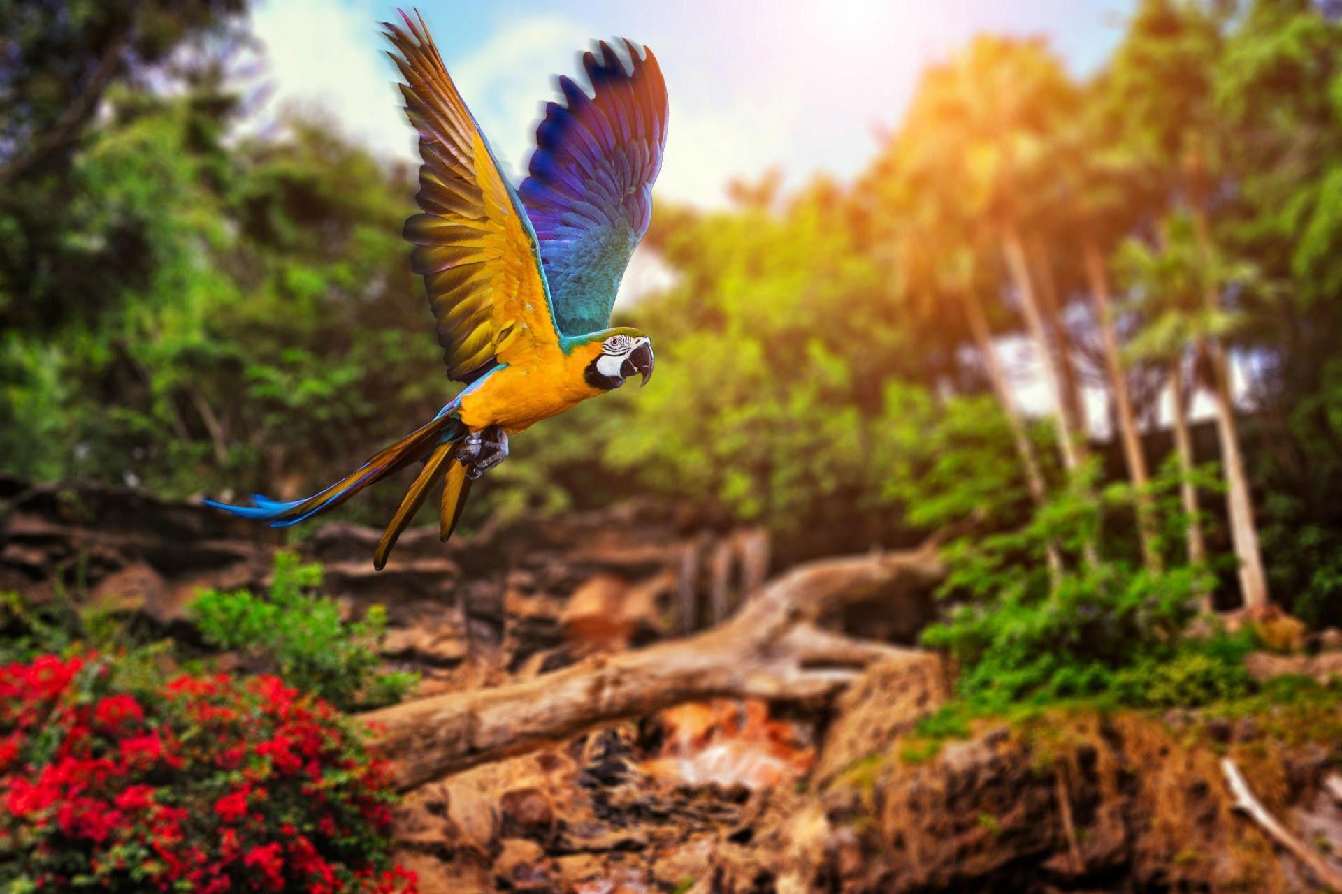 1920x1280 Macaw Parrot Wallpaper
