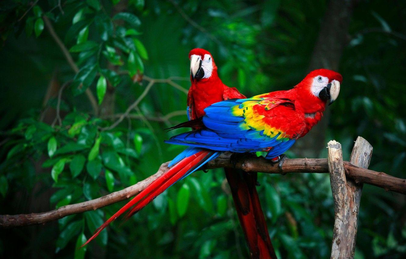 1332x850 Wallpaper birds, pair, parrots, Red macaw image for desktop