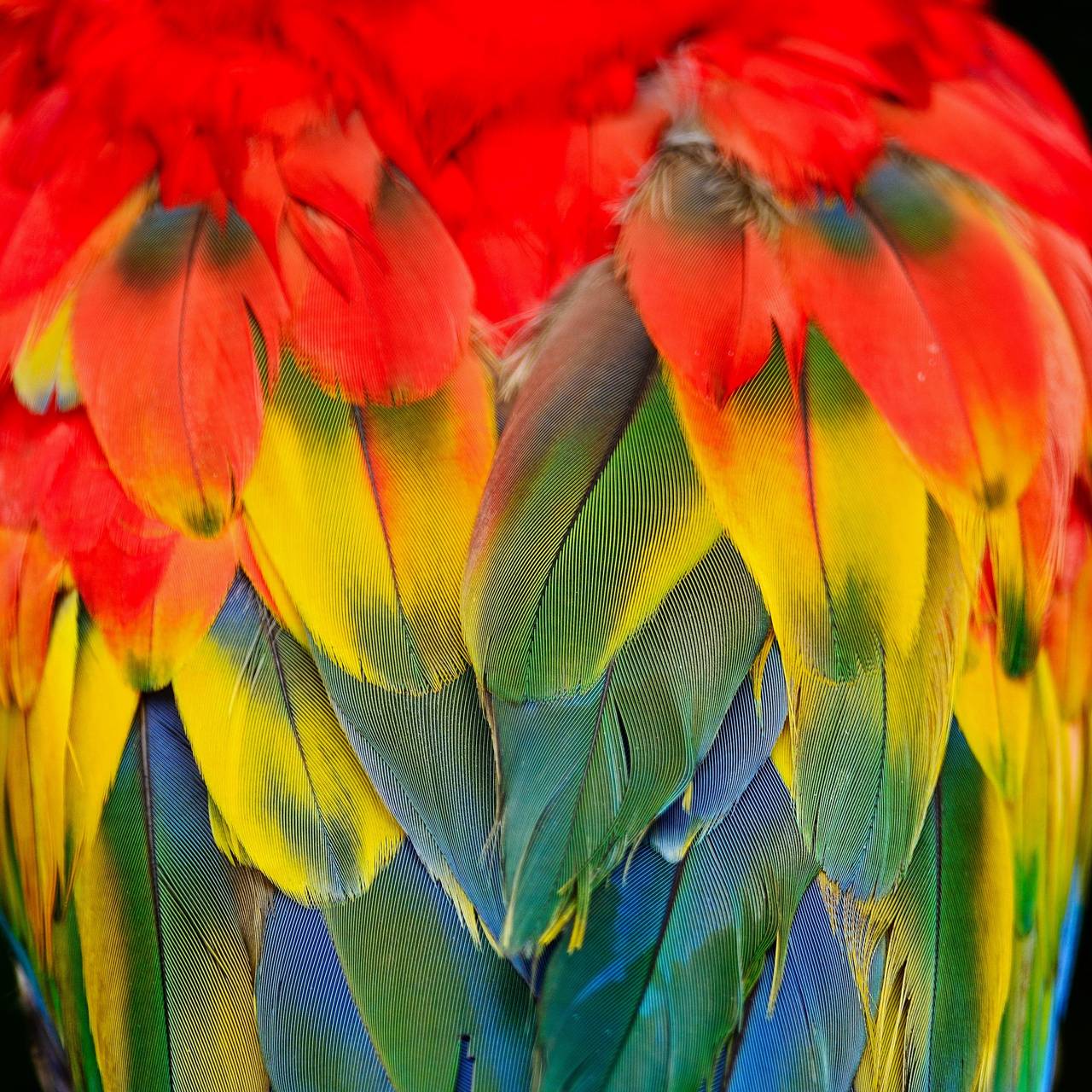 1280x1280 Scarlet Macaw Wallpaper