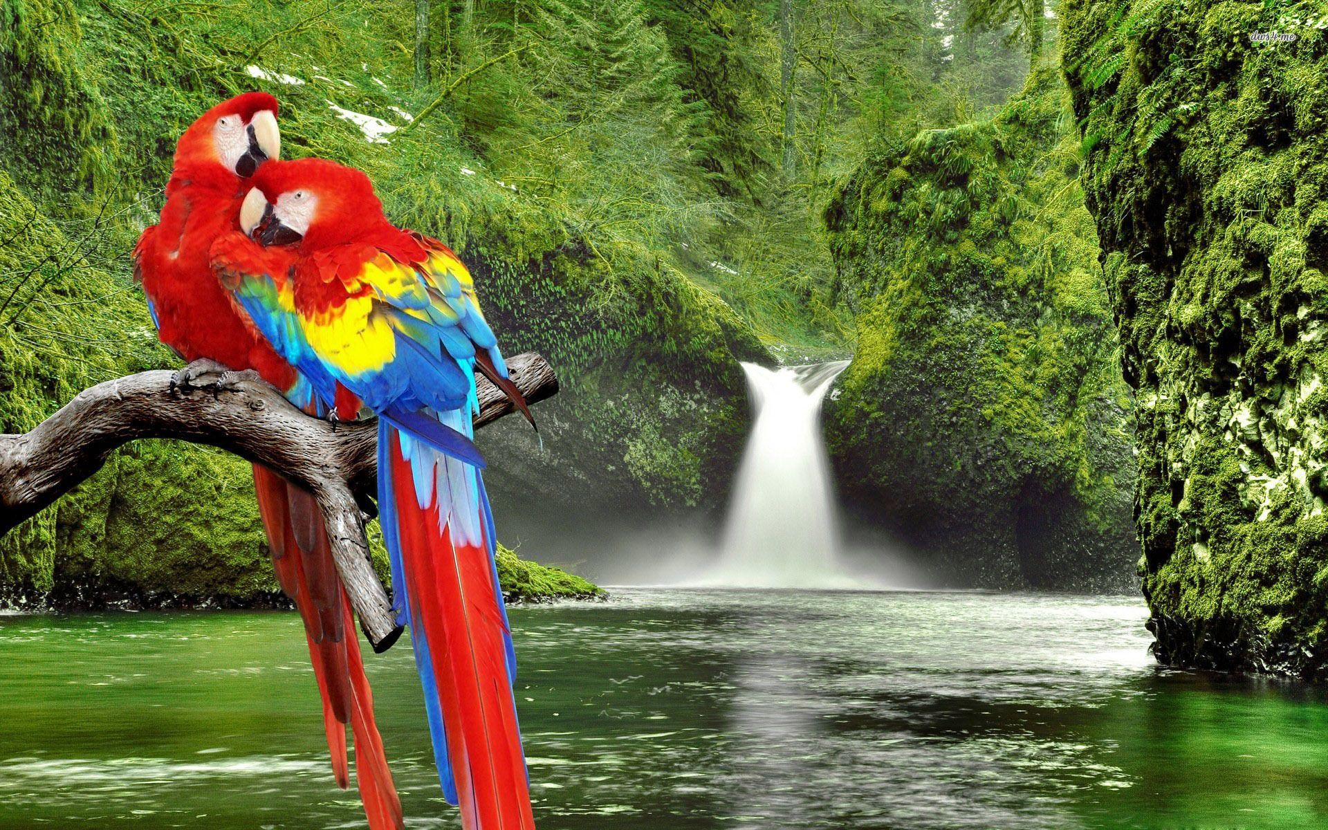 1920x1200 Macaw Wallpaper Q6PY71. Wallperio.com™