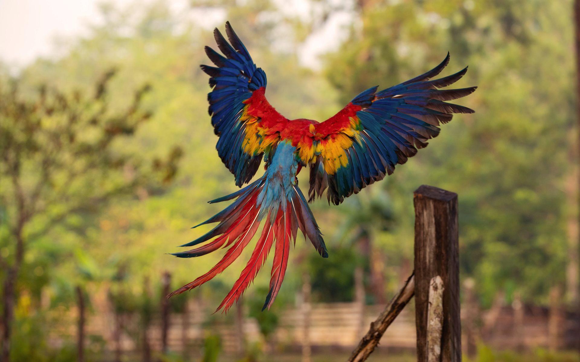 1920x1200 1920x1200 macaw wallpaper for desktop. macaw