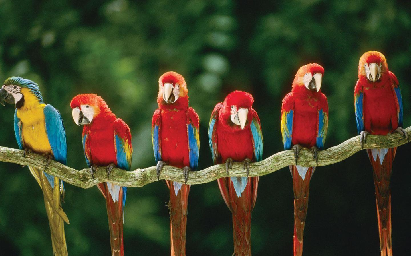 1440x900 Macaw Wallpaper Image Photo Picture Background 1440x900