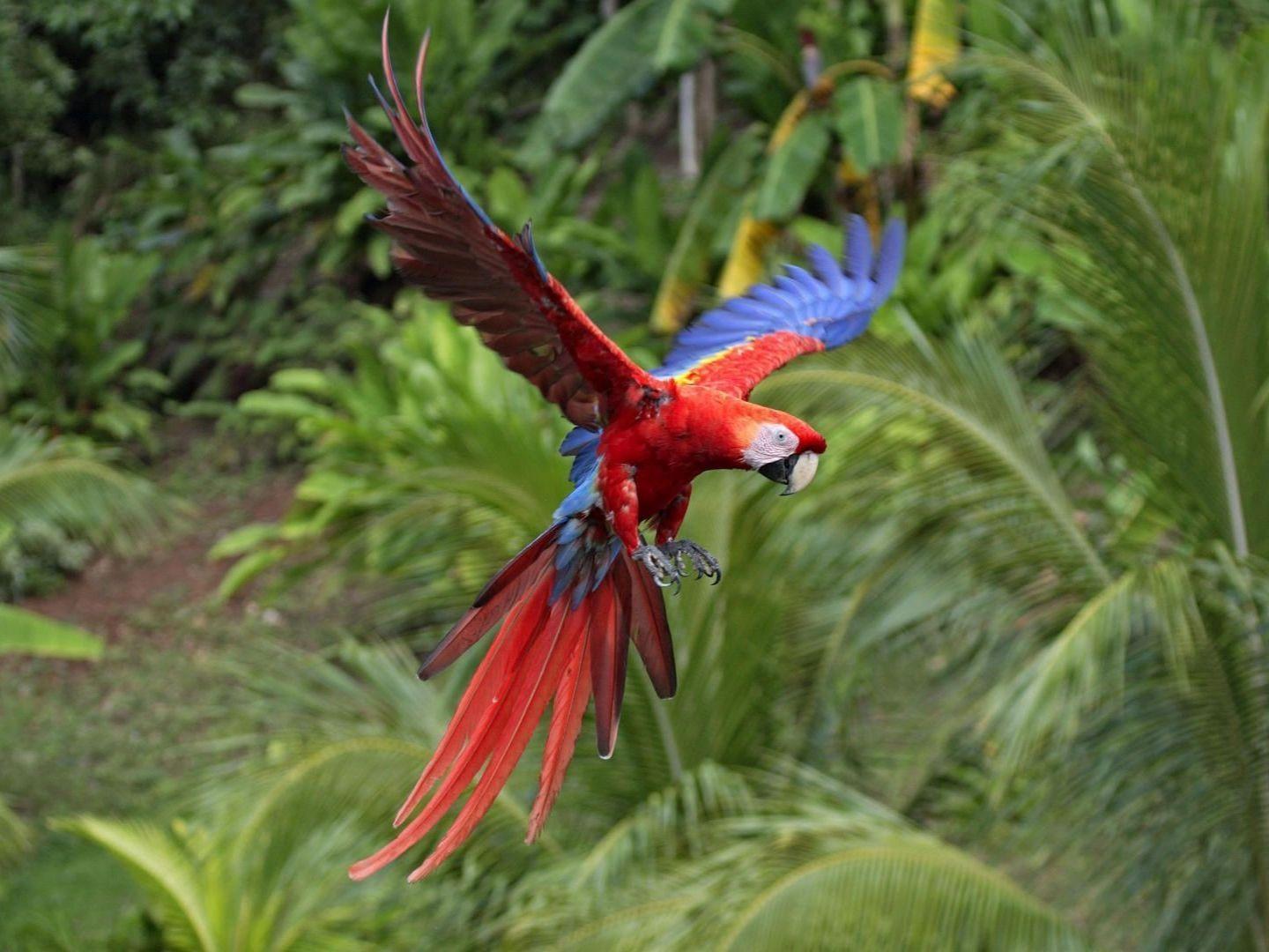 1440x1080 Scarlett Macaw Wallpaper HD Download
