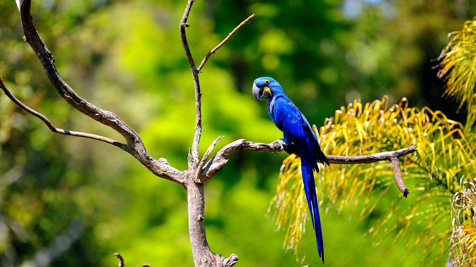 1920x1080 Macaw, Parrot, Beak, Branch, Bird Wallpaper In Resolution