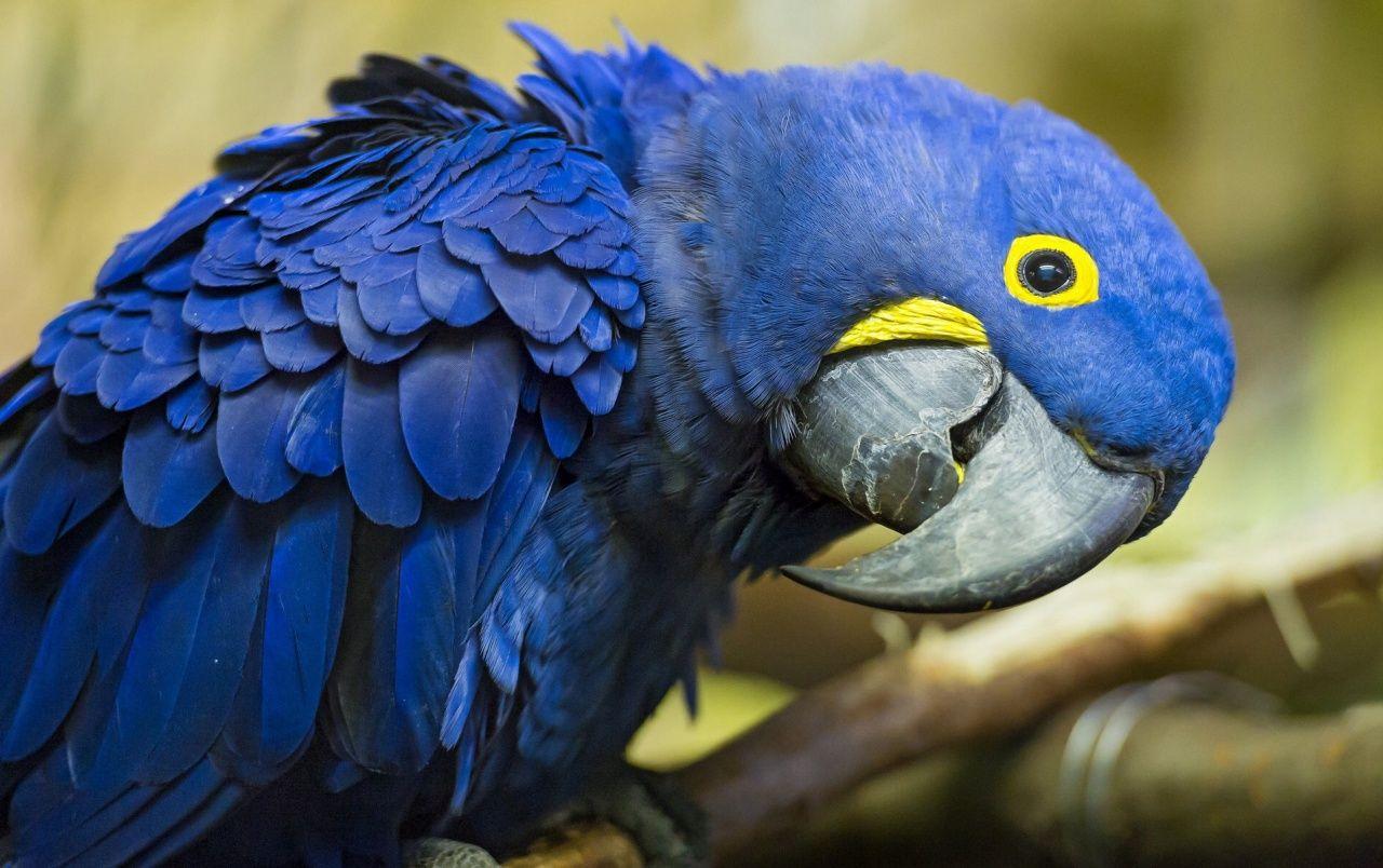 1280x804 Hyacinth Macaw wallpaper. Hyacinth Macaw