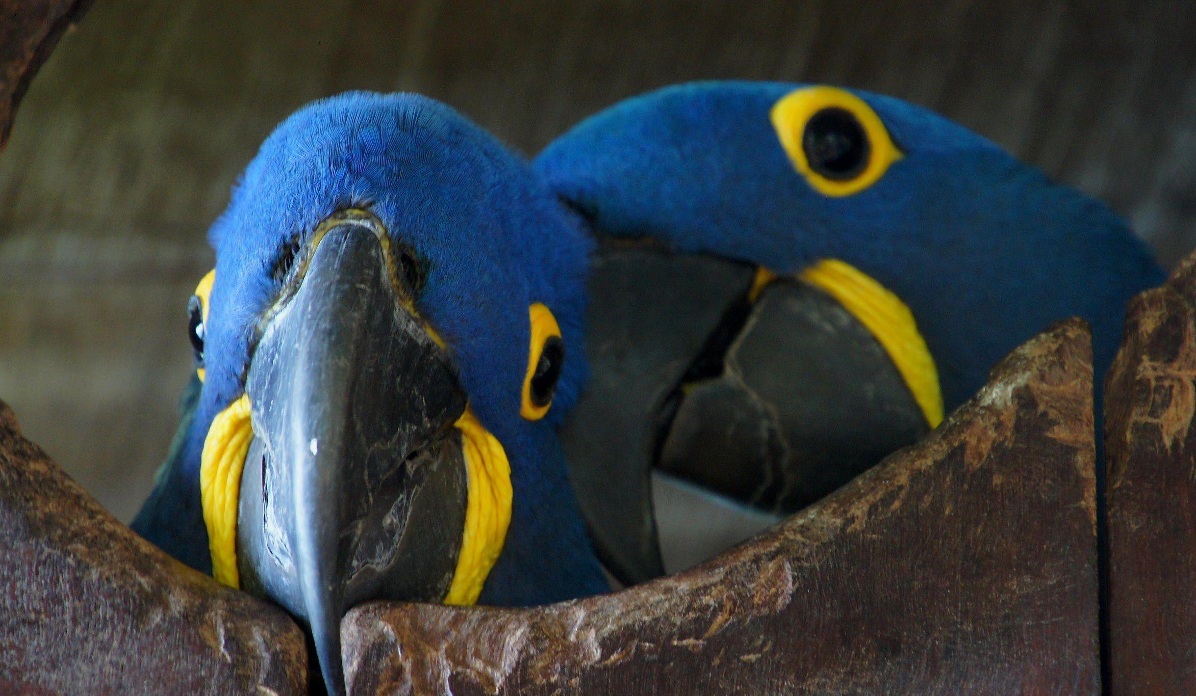 2345x1366 Hyacinth Macaw Wallpaper 11 X 1366