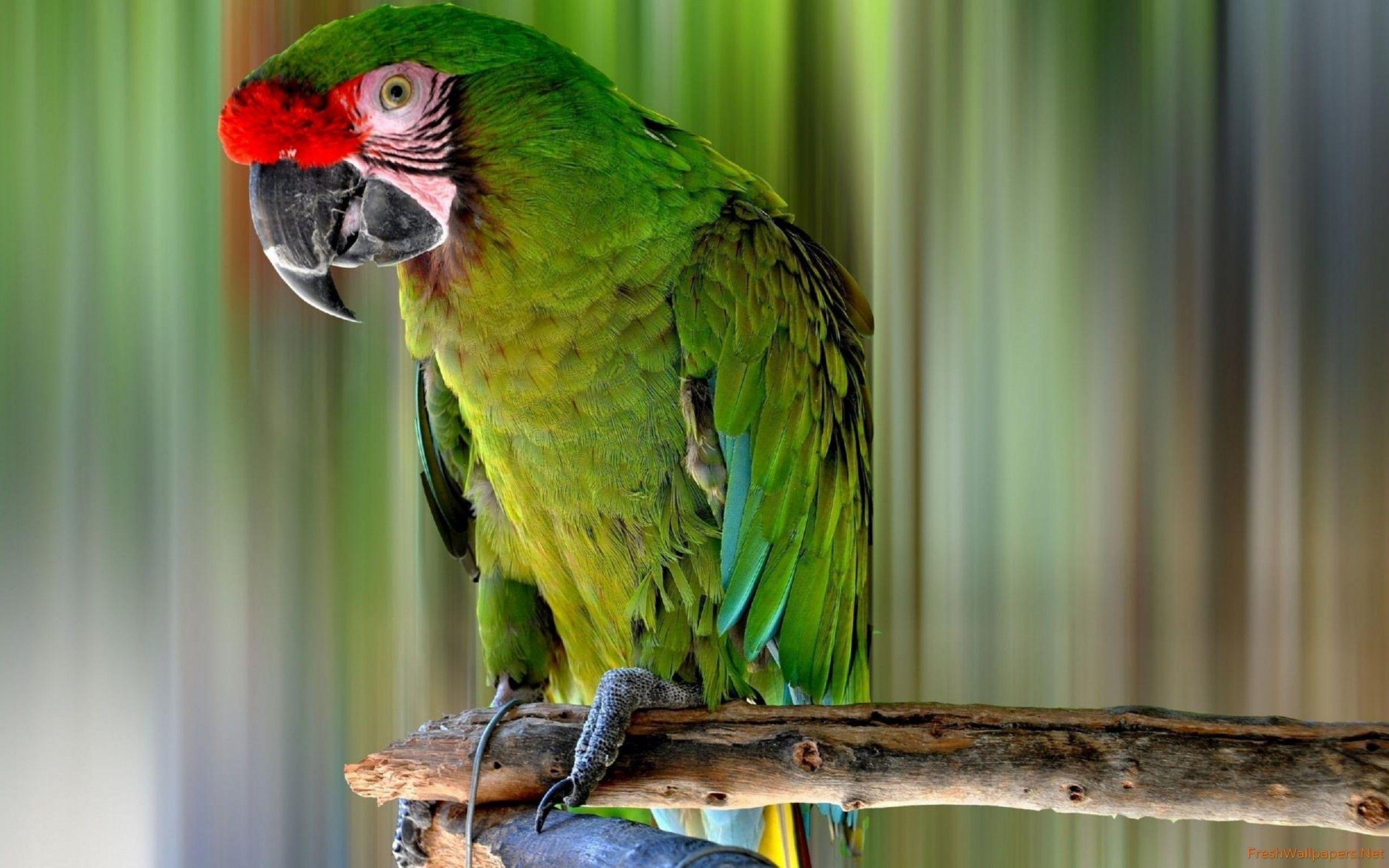 2560x1600 Green macaw on a tree branch wallpaper