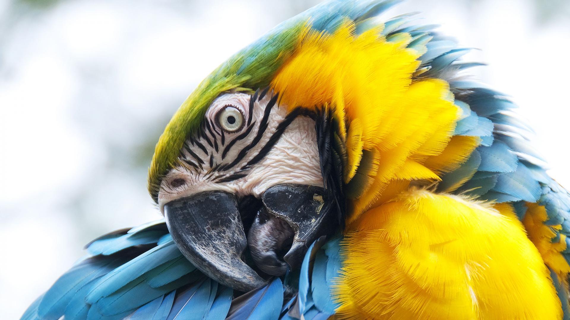 1920x1080 Macaw HD