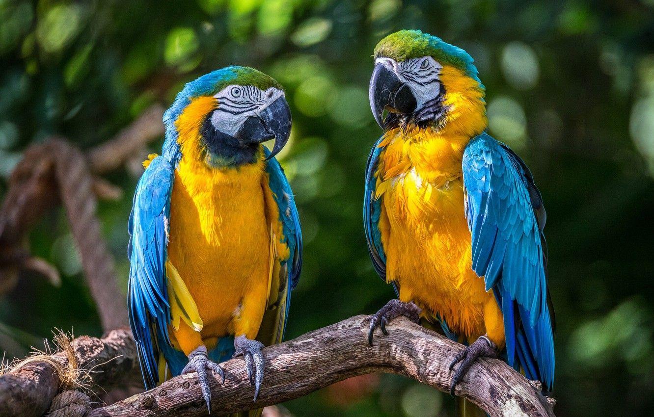 1332x850 Wallpaper Birds, Parrots, A Couple, Ara, Blue And Yellow