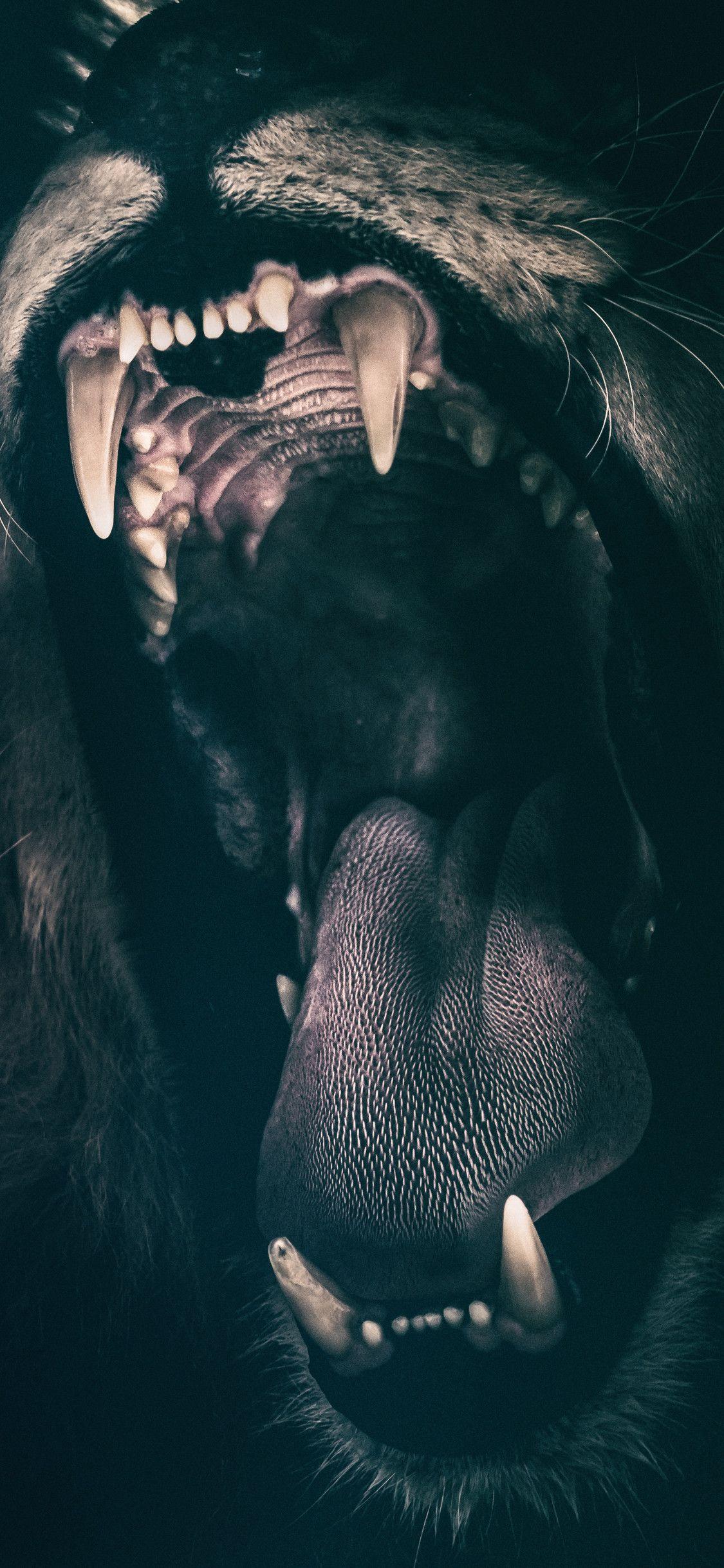 1125x2436 Lion Hình nền iPhone