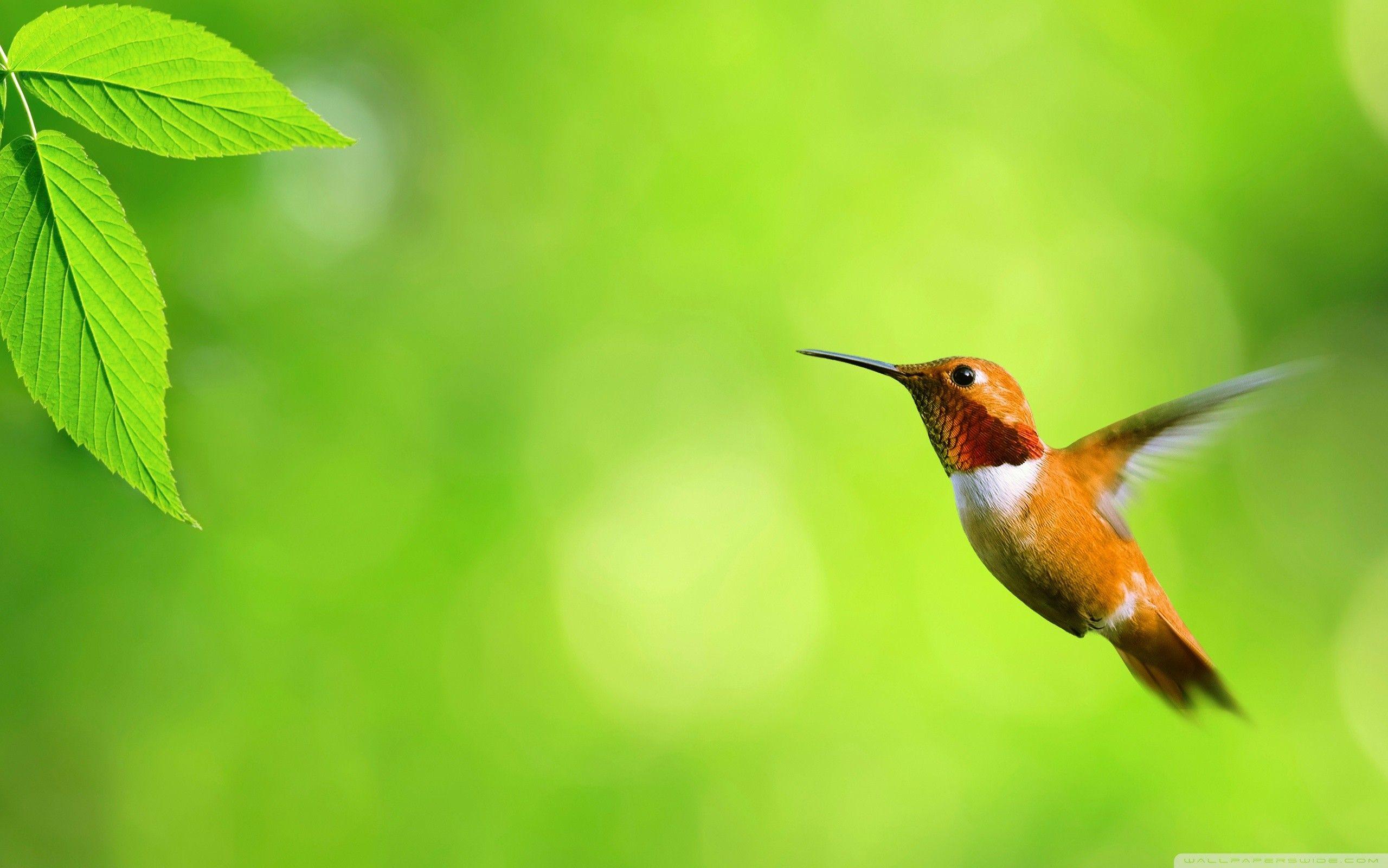 2560x1600 Hummingbird Wallpaper Background
