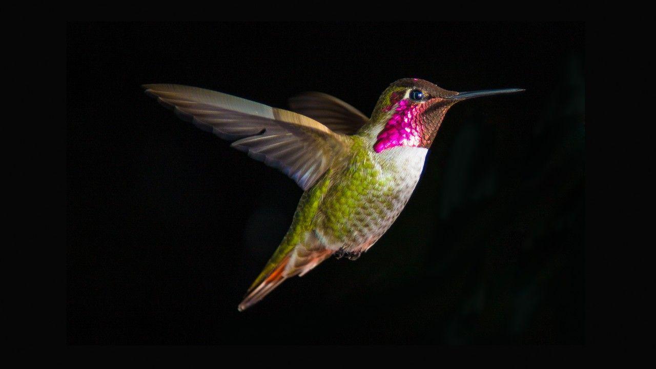 1280x720 Wallpaper Hummingbird, 4K, Animals