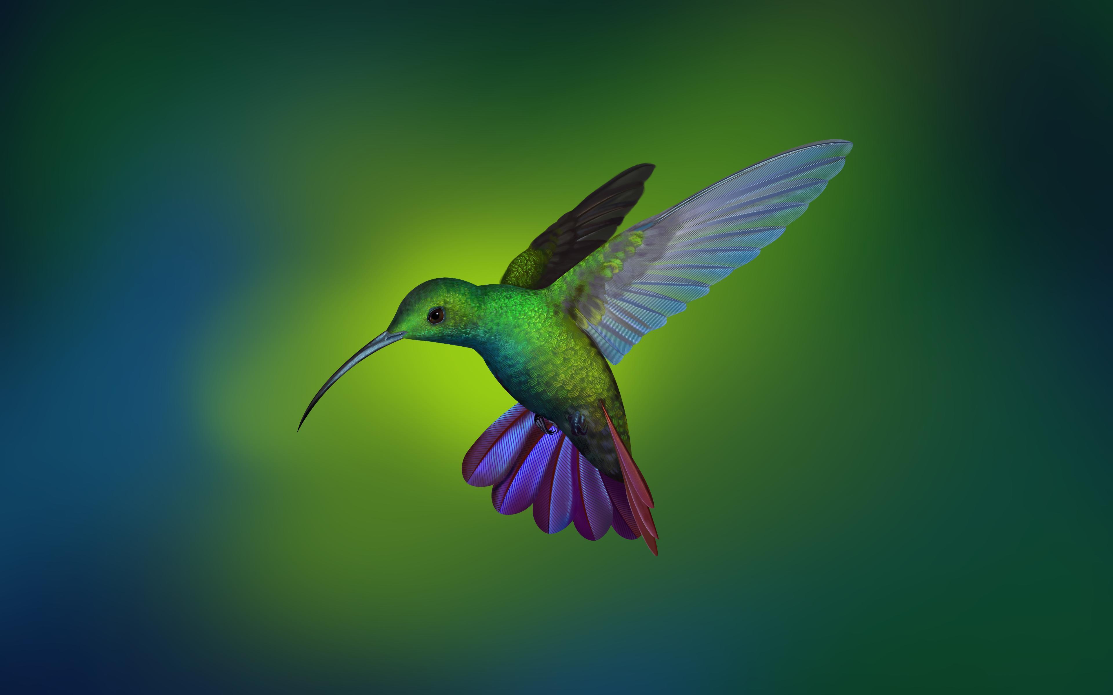 Colibri Wallpapers - Top Free Colibri Backgrounds - WallpaperAccess