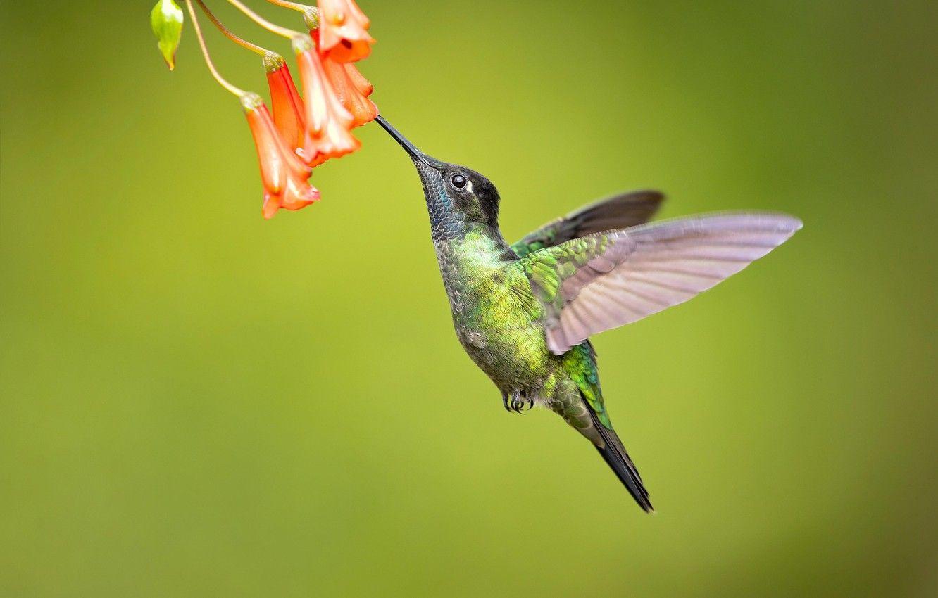 1332x850 Wallpaper flowers, background, bird, Hummingbird image