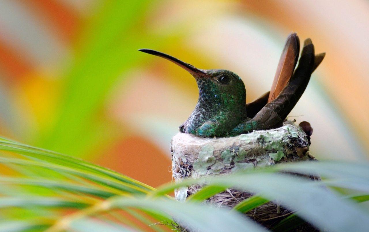 1280x804 Hummingbird wallpaper. Hummingbird