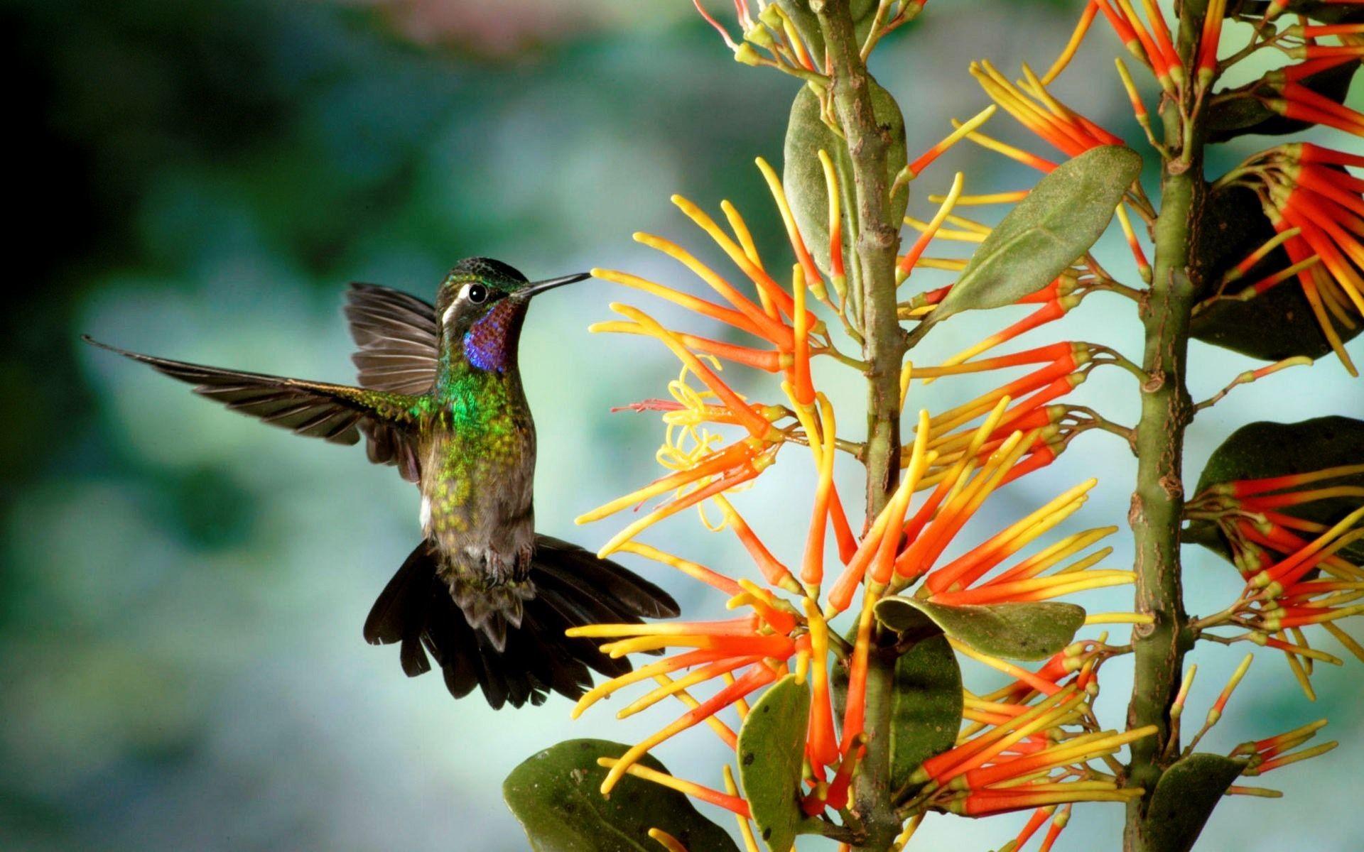 1920x1200 Hummingbird Wallpaper