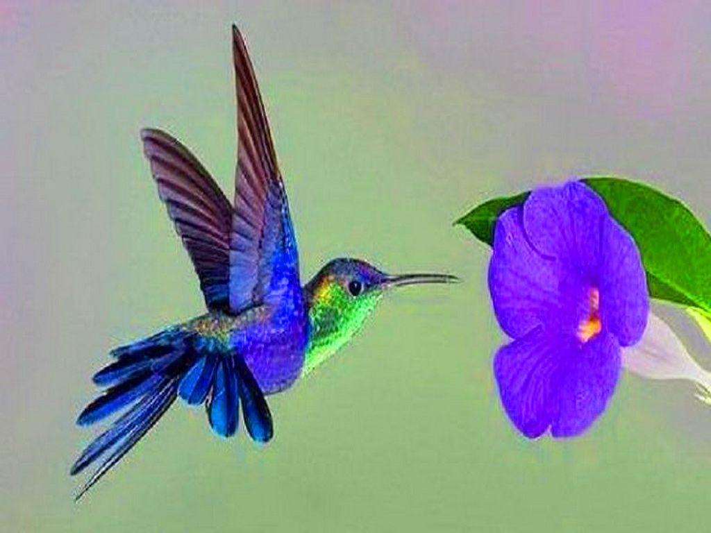 1024x768 Hummingbird Wallpaper C12V 159.03 Kb