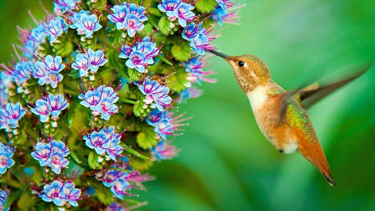 1280x720 Wallpaper Hummingbird, HD, Animals