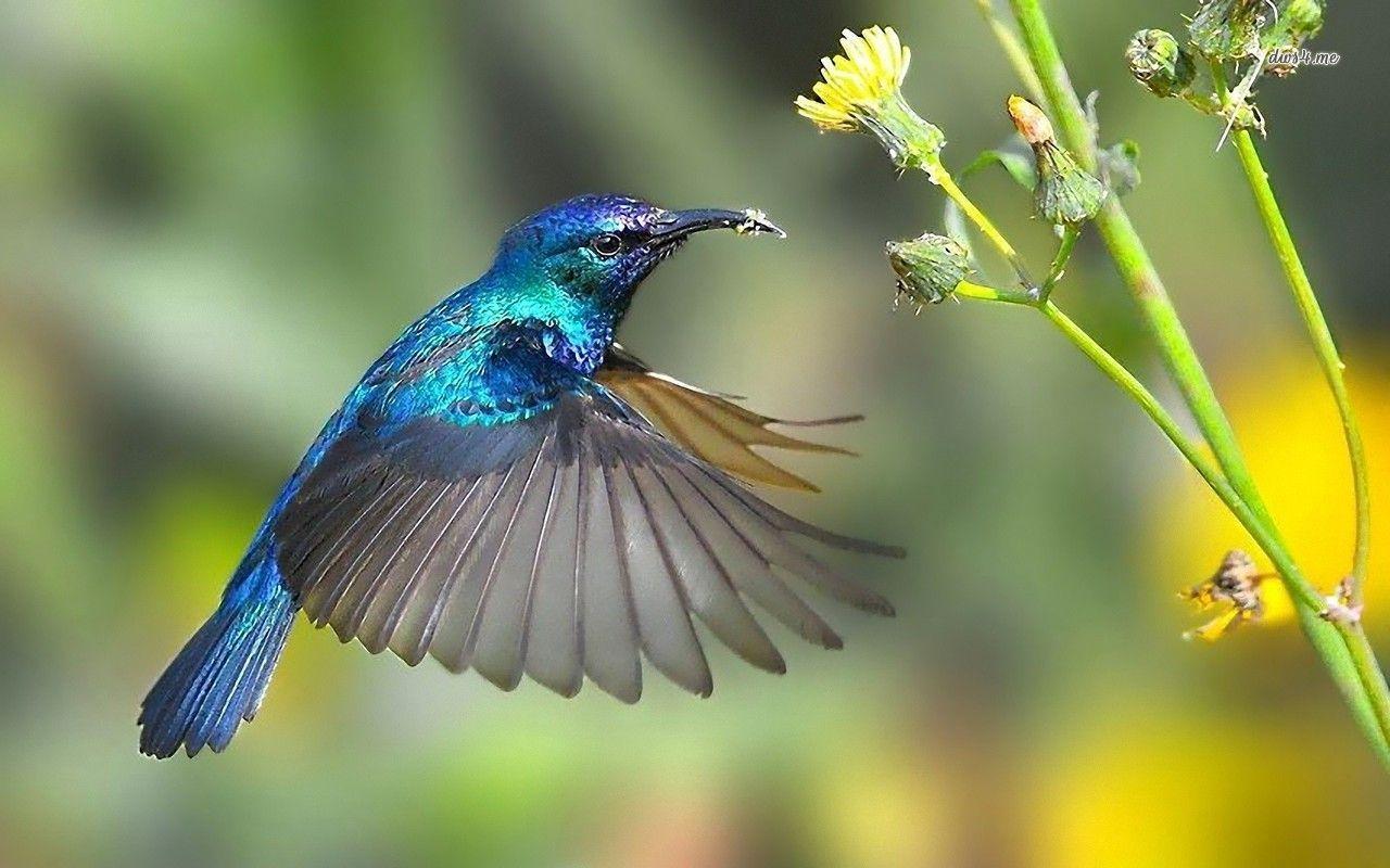 1280x800 awesome wallpaper and screensavers part 1- nature