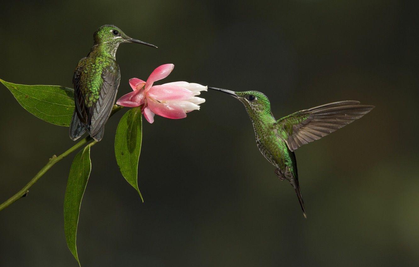 1332x850 Wallpaper flower, birds, Hummingbird image for desktop
