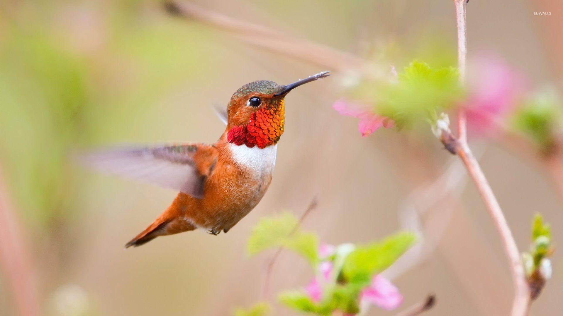 1920x1080 Flying hummingbird wallpaper wallpaper