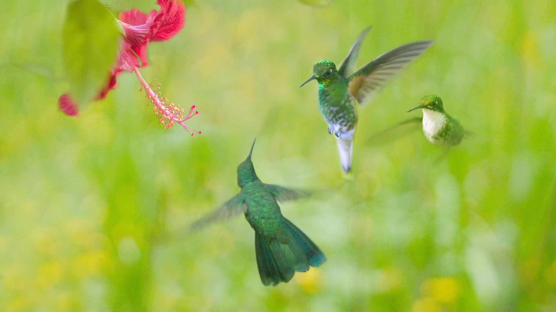 1920x1080 Beautiful Hummingbird Wallpaper