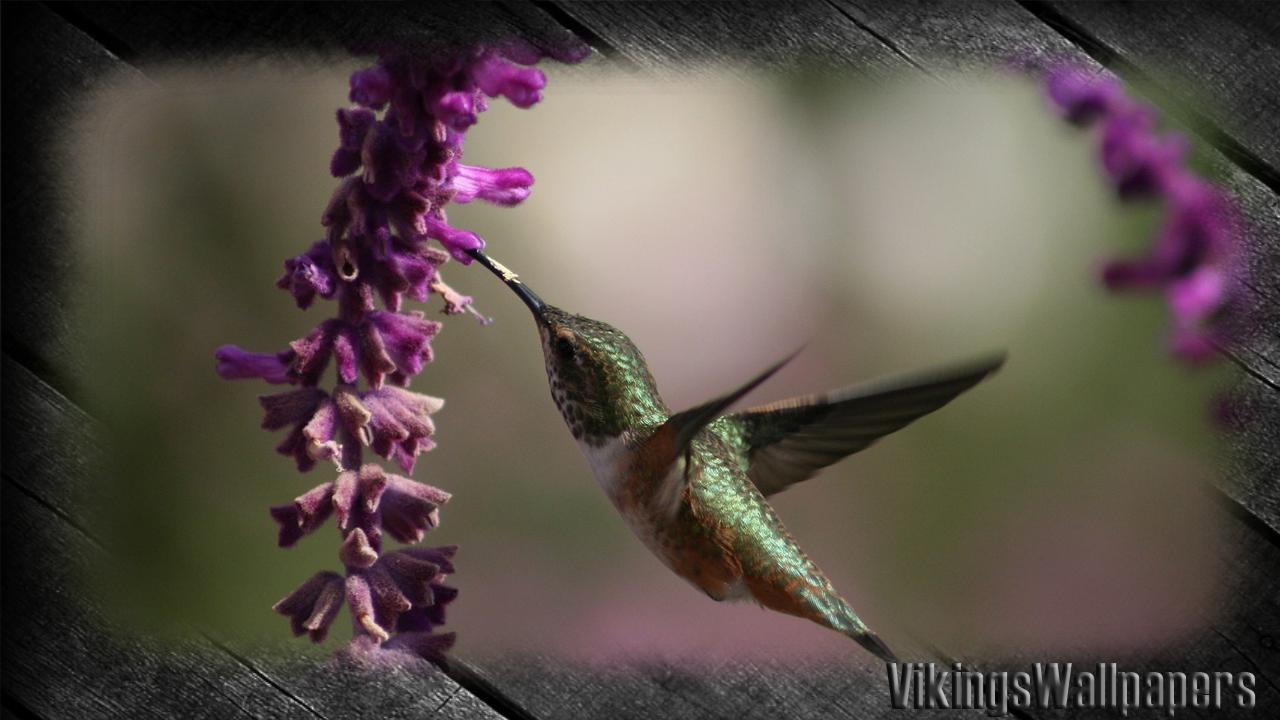 1280x720 Hummingbird Wallpaper for Android