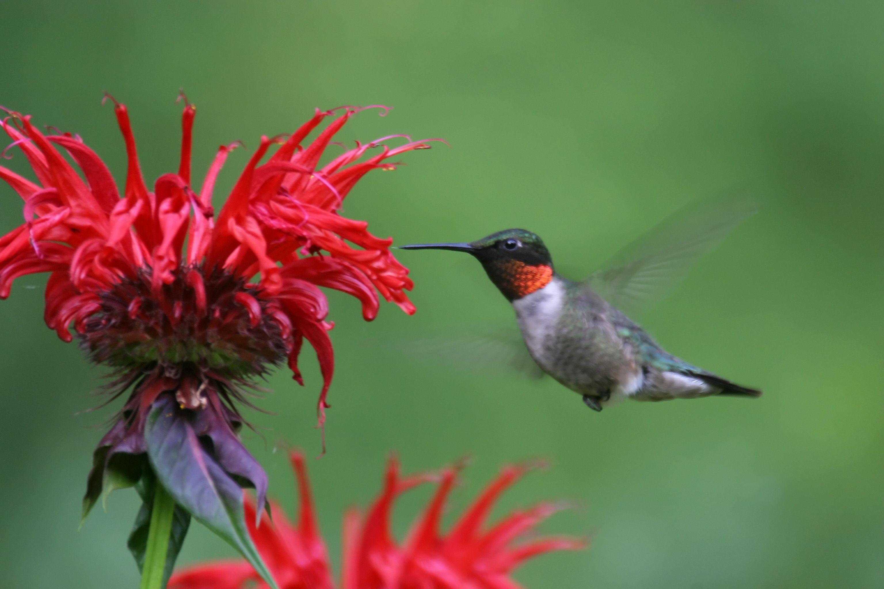 3072x2048 Download Free Hummingbird Wallpaper
