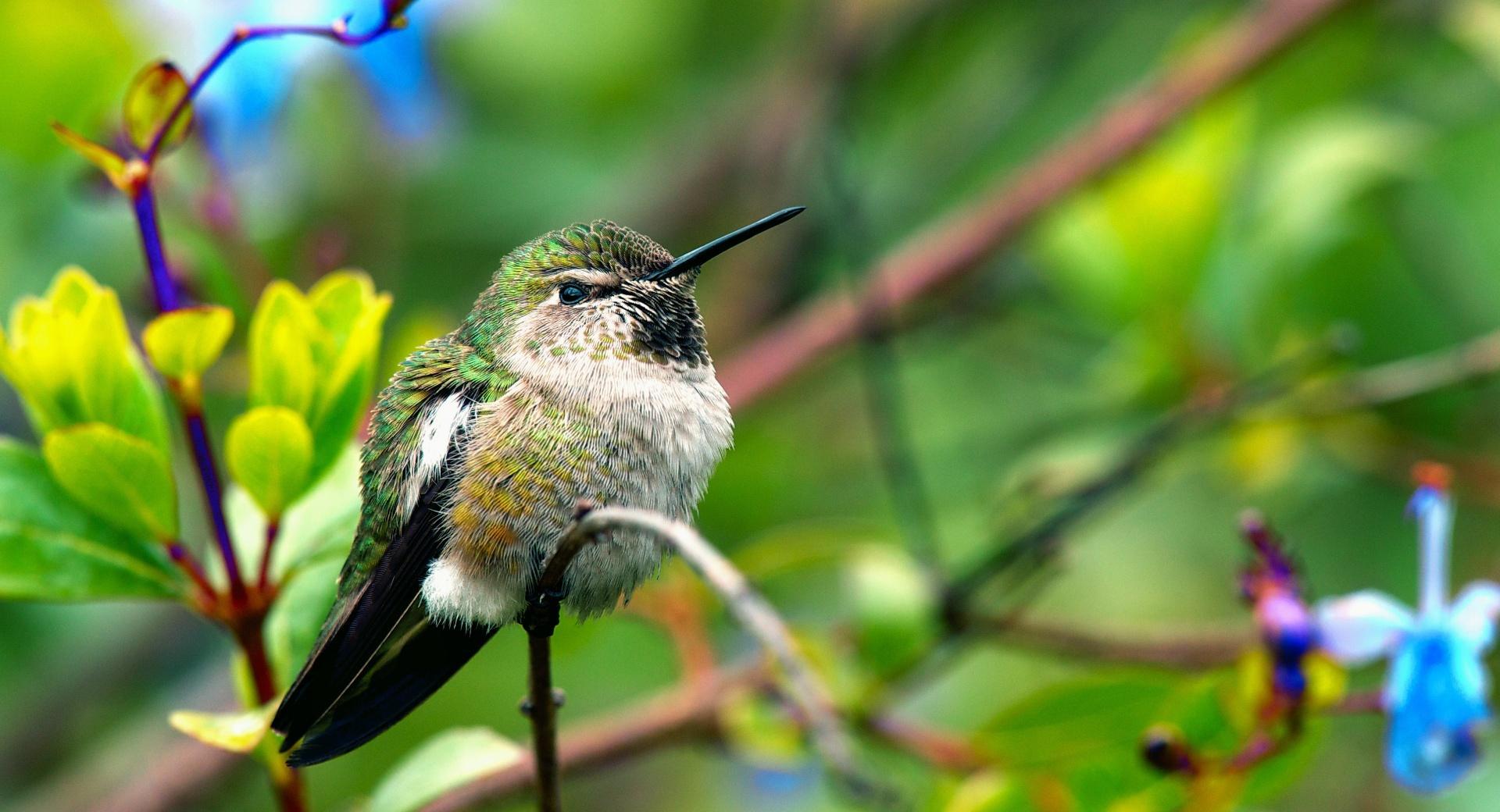 1920x1040 Fluffy Hummingbird Wallpaper HD Download