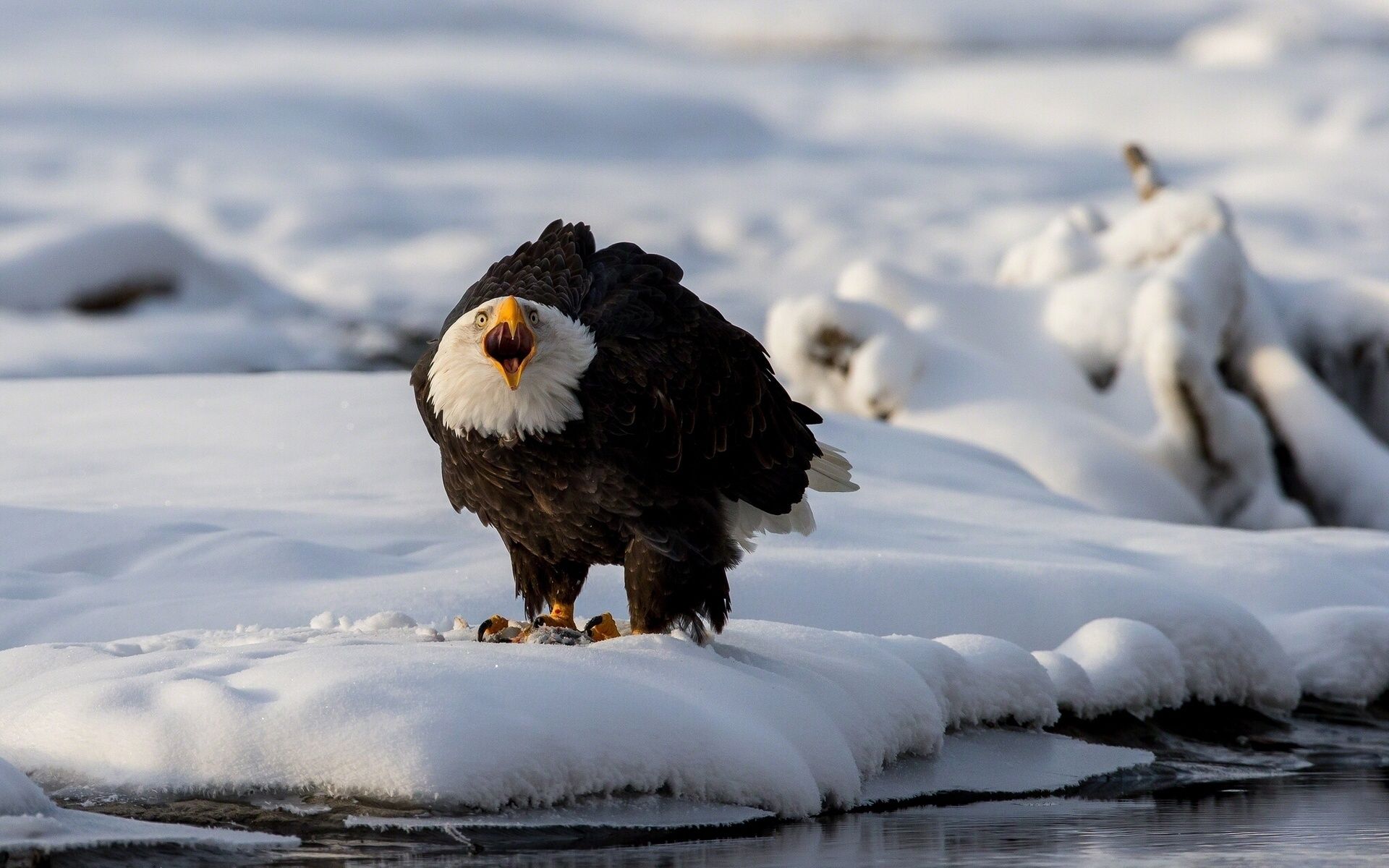 1920x1200 Download Animal Bald Eagle HD Wallpaper