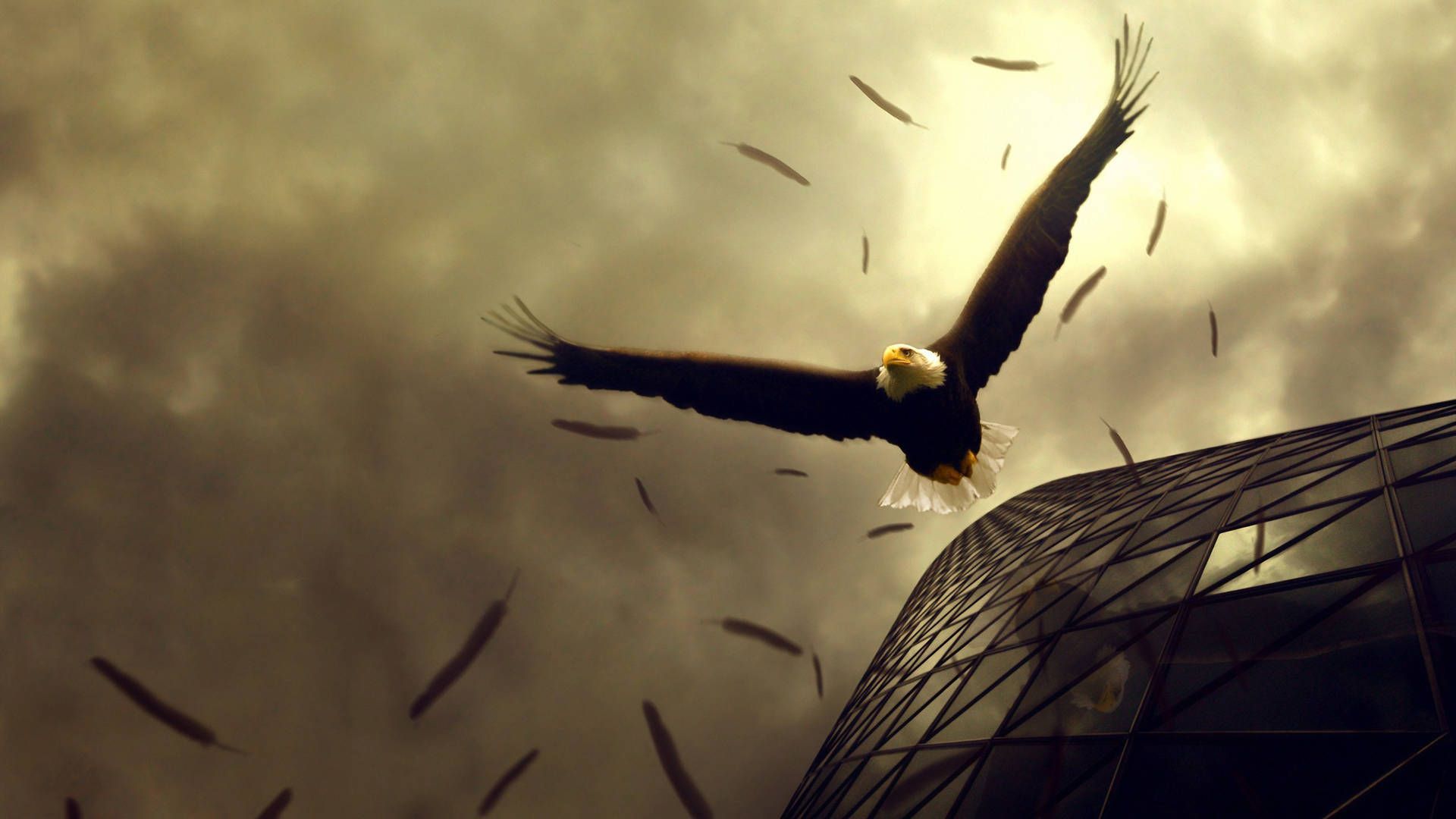 1920x1080 Eagle Wallpaper