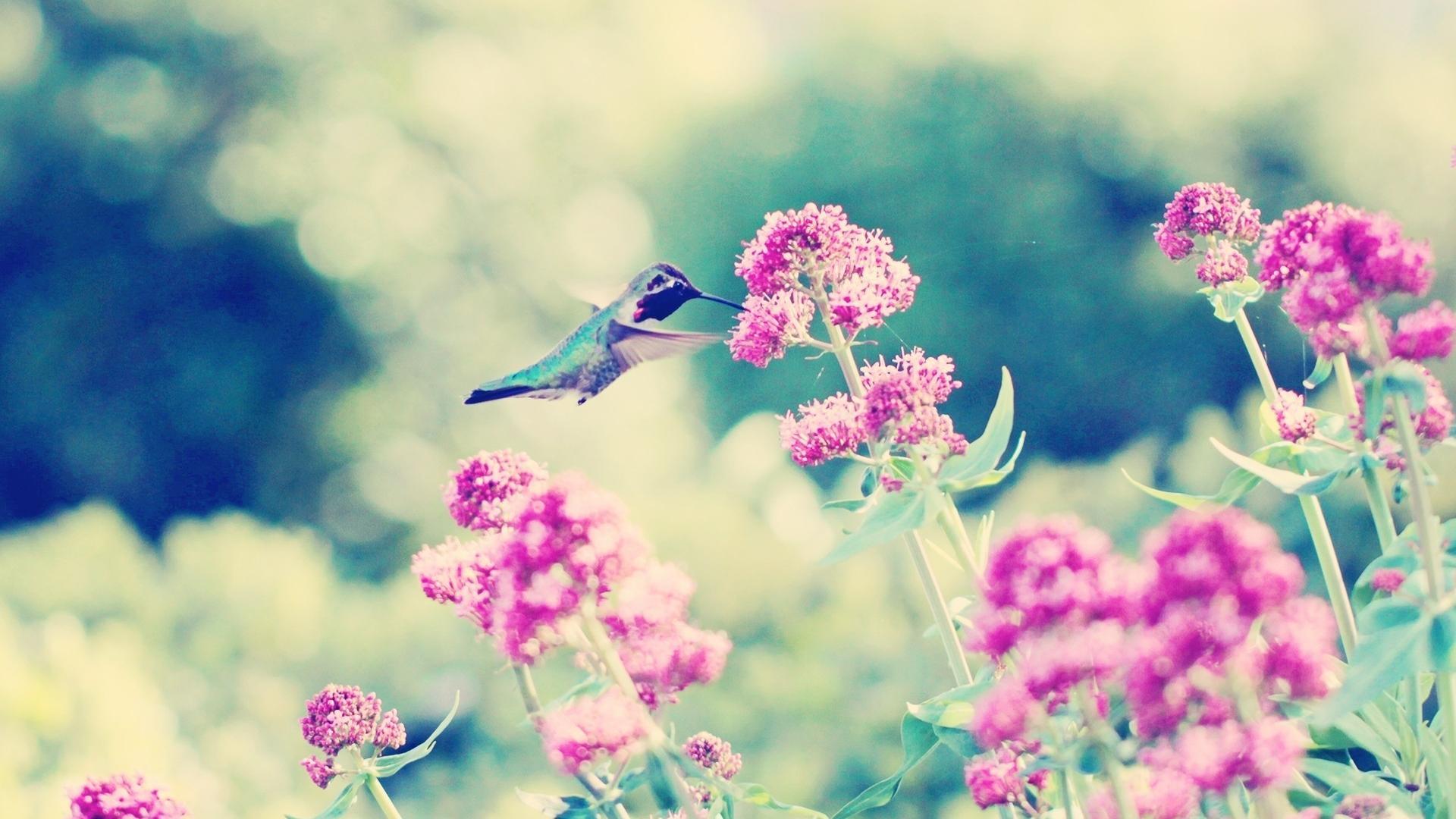 1920x1080 Hummingbird Wallpaper