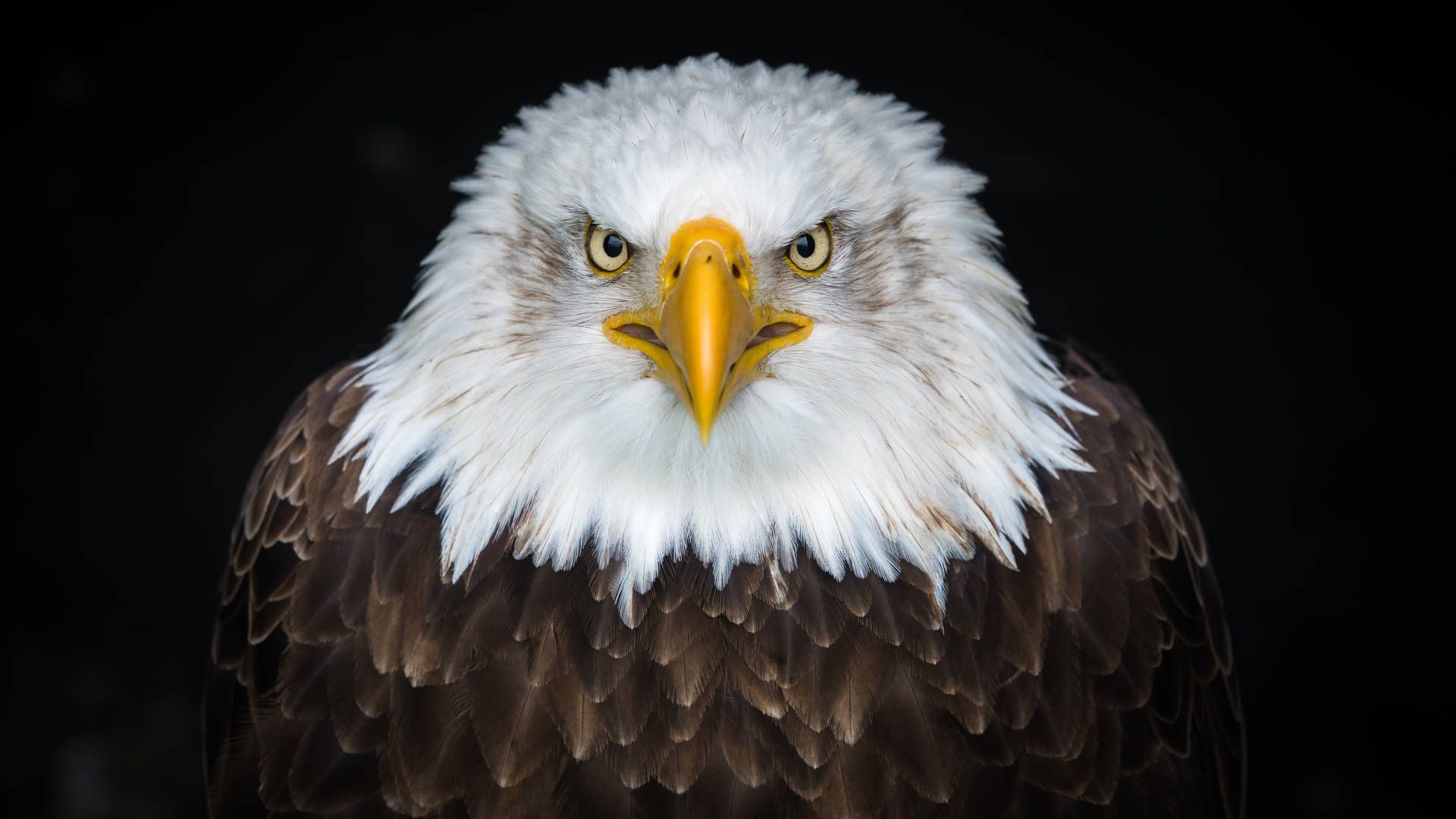1920x1080 Download free Angry Eagle Bird