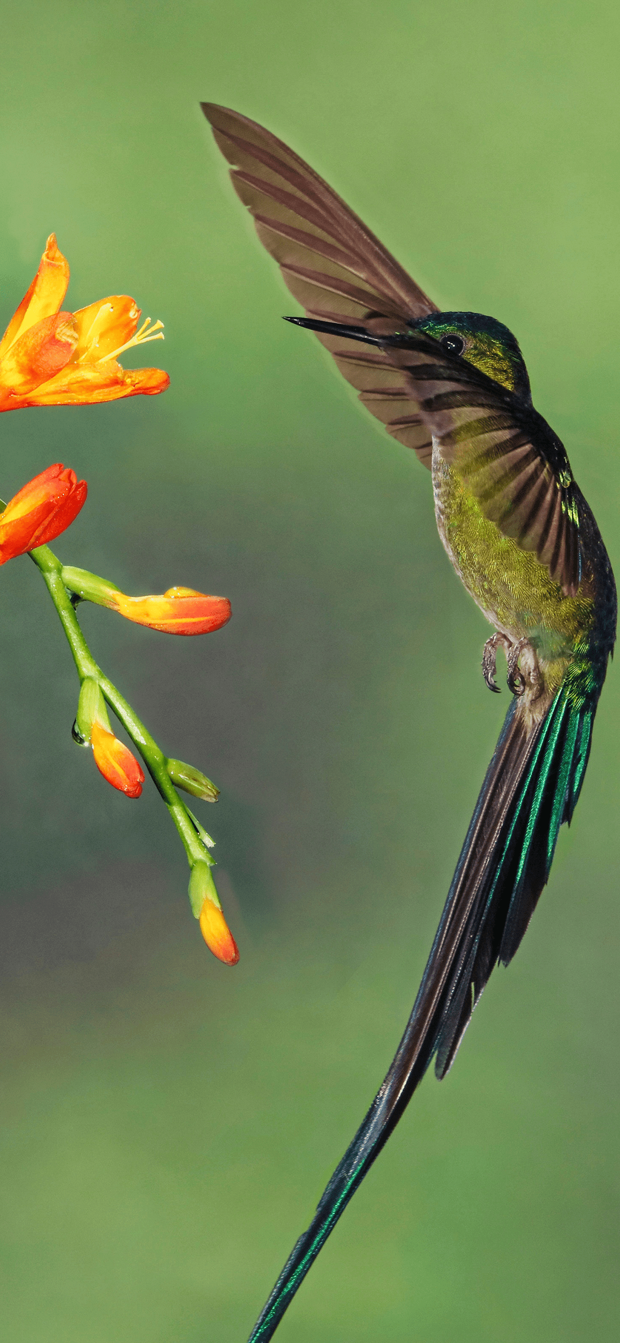1242x2688 Hummingbird Wallpaper for iPhone X, 6 Download