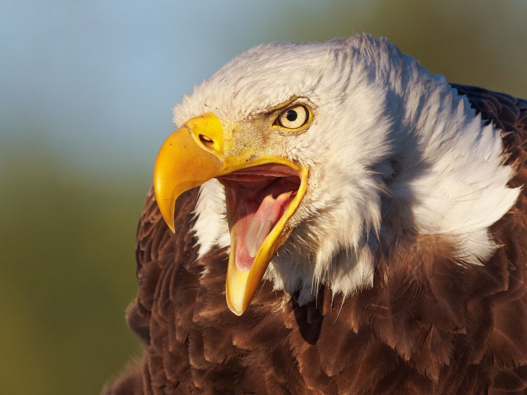 Angry Eagle Wallpapers Top Free Angry Eagle Backgrounds WallpaperAccess