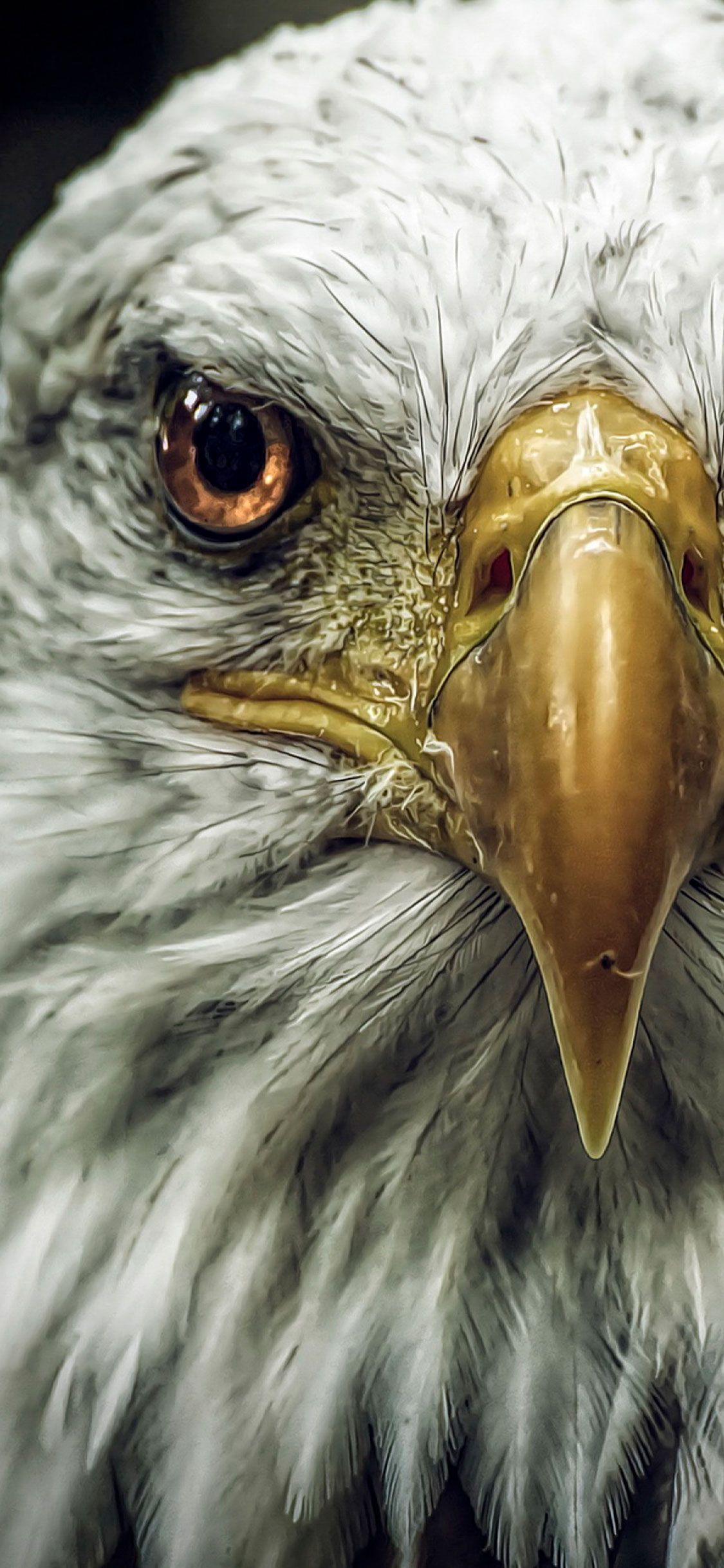 1125x2436 Eagle iPhone 4k Wallpaper