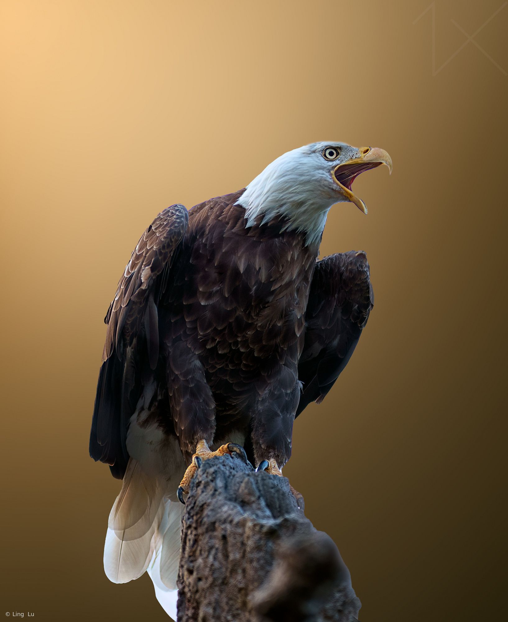 1634x2000 The Angry Eagle