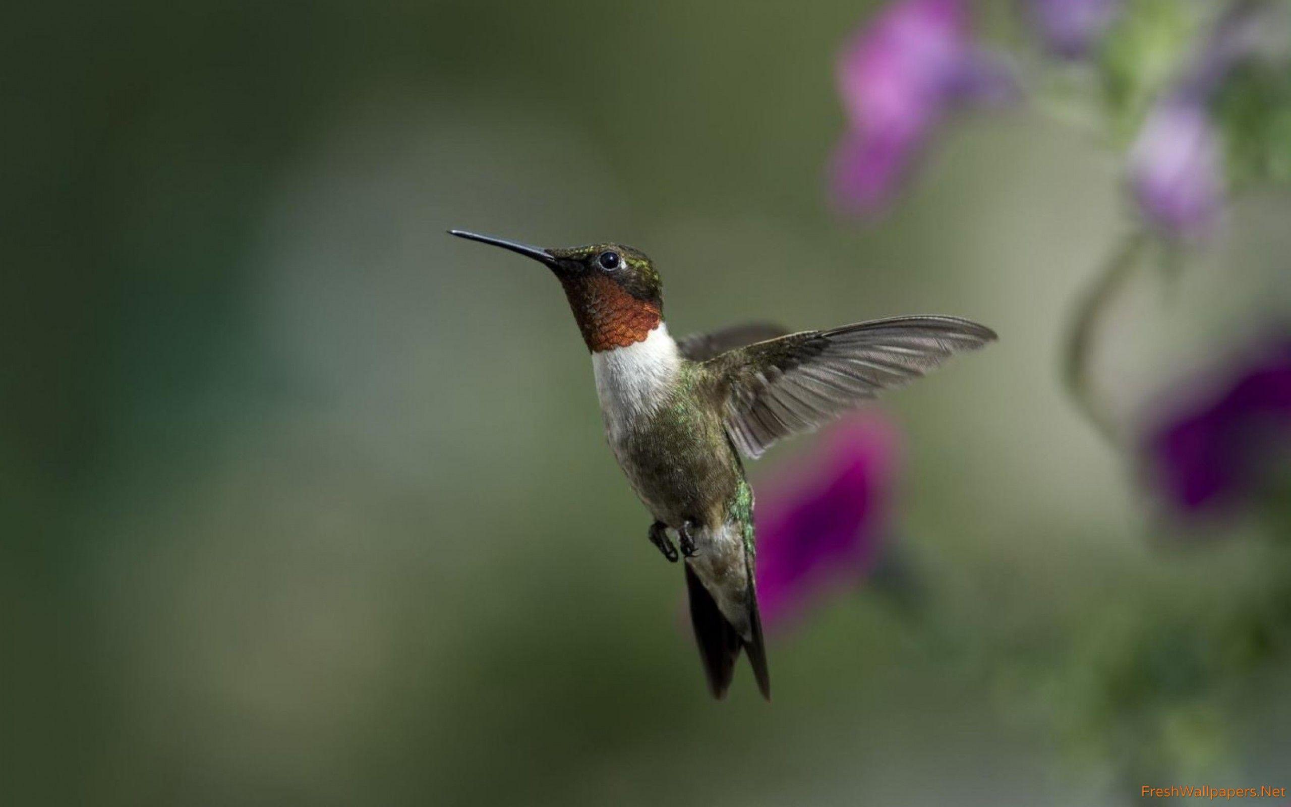 2560x1600 Hummingbird wallpaper