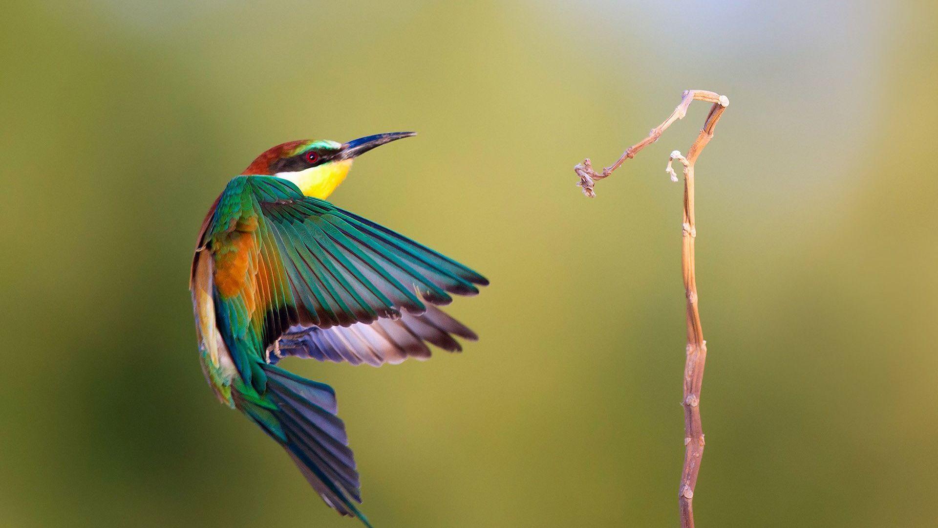 1920x1080 Hummingbird HD Wallpaper Hummingbird Desktop Wallpaper