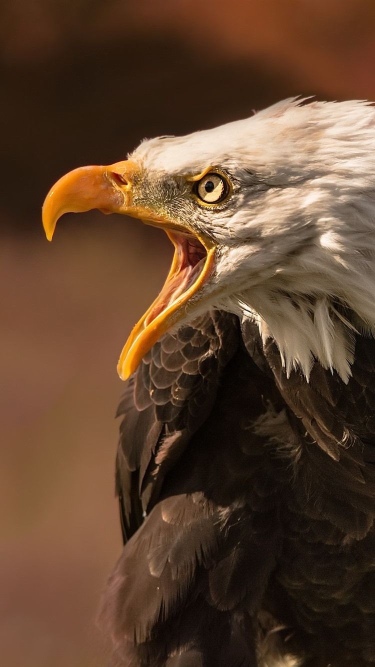 750x1334 Eagle, Angry, Beak 750x1334 IPhone 8 7