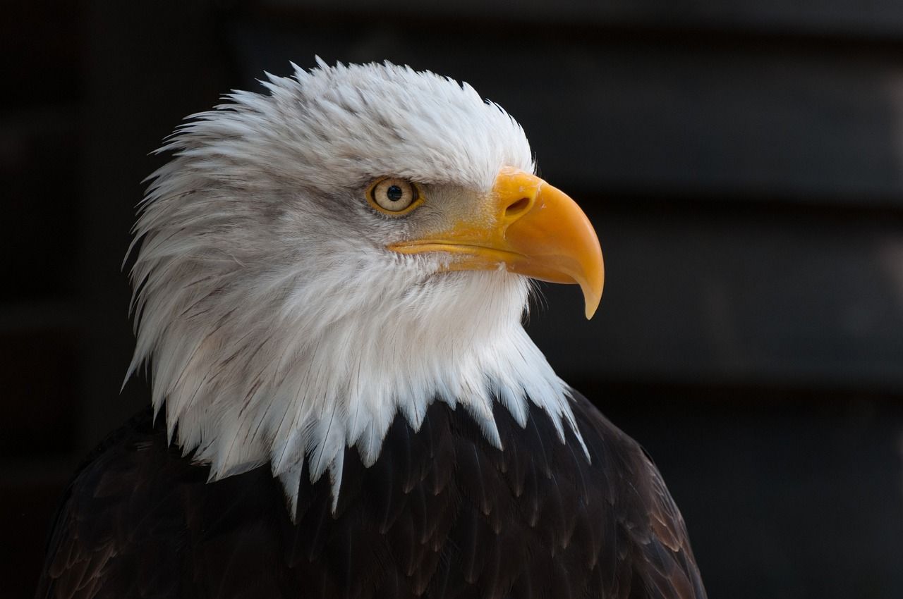 1280x850 Free Eagle Head & Eagle Image