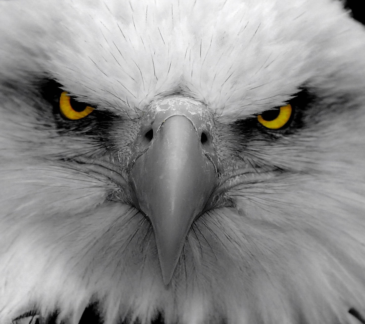 1440x1280 FREE Eagle Wallpaper in PSD