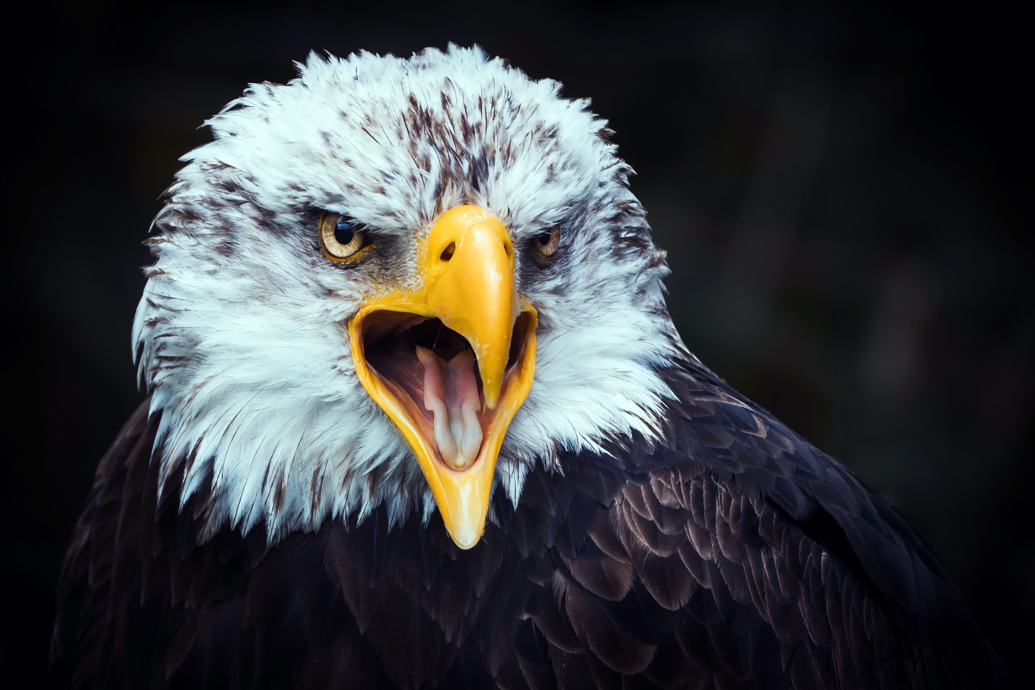 3442x2295 Prey Eagle Bird Animal Bald Eagle