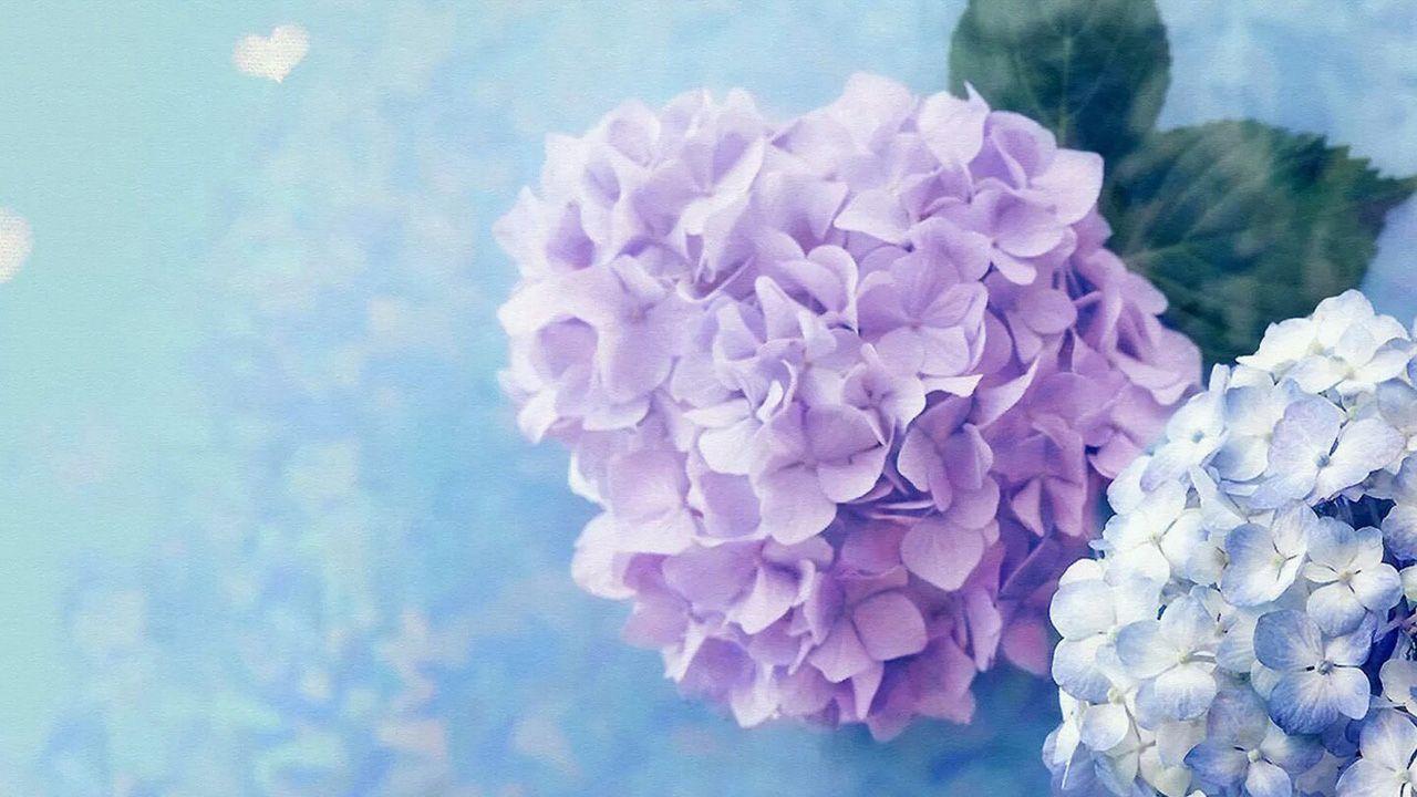 Hydrangea Wallpapers Download  MobCup