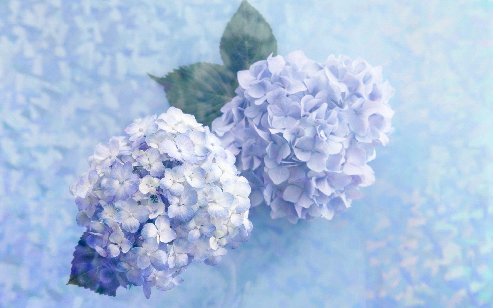 Download Hydrangea wallpapers for mobile phone free Hydrangea HD  pictures