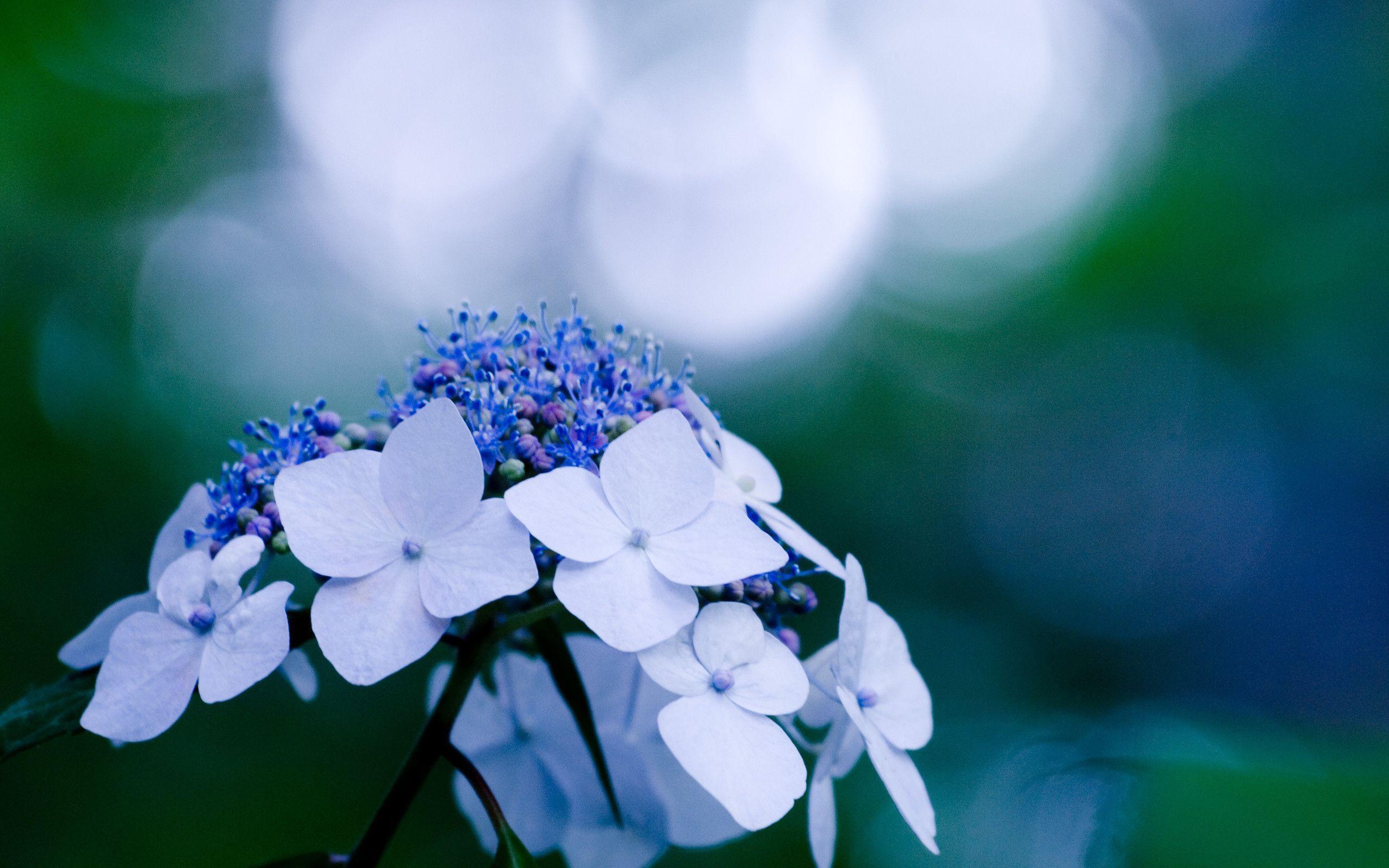2560x1600 Hydrangea Wallpaper. Hydrangea Background. hydrangea