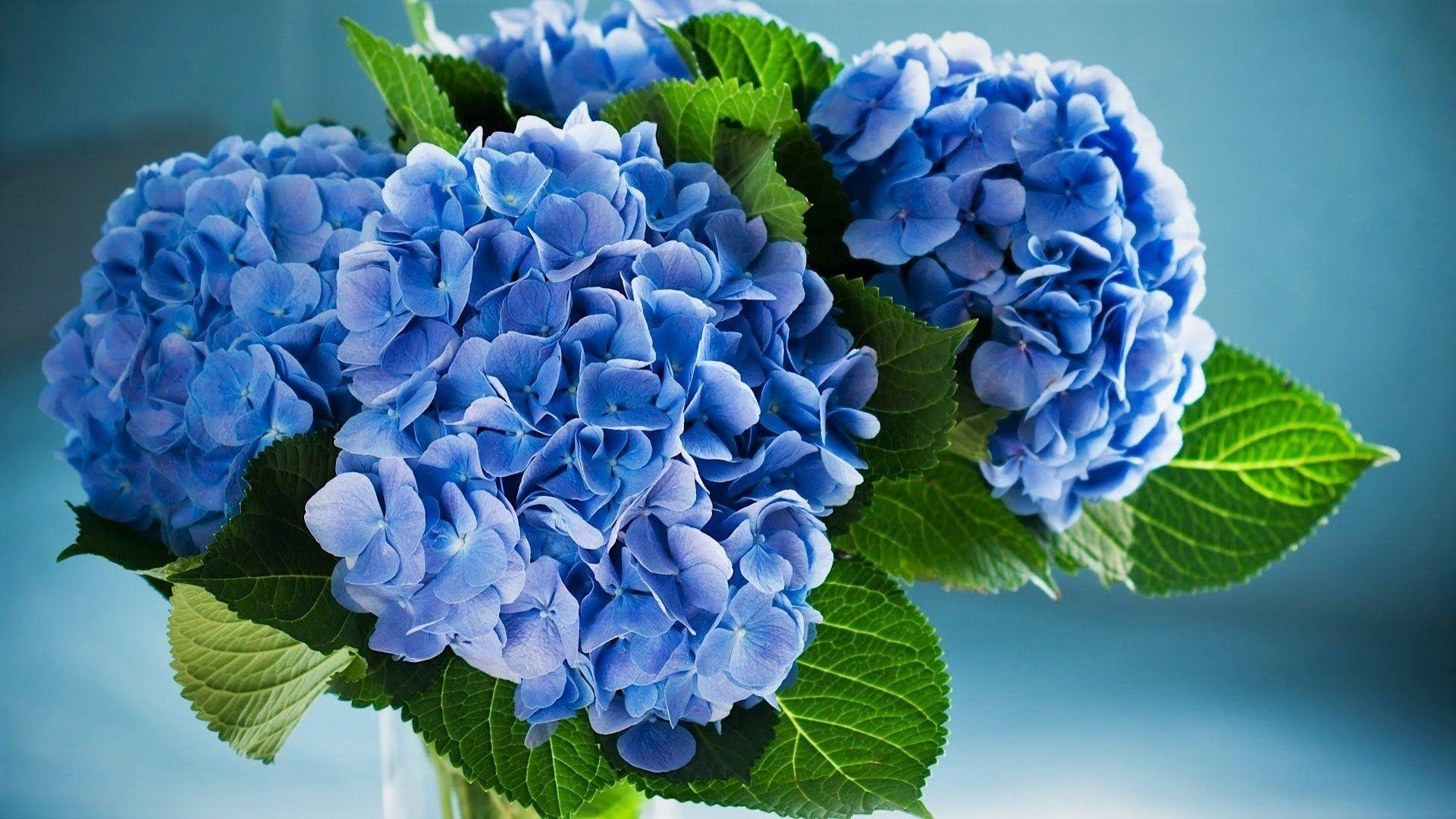 Download Blue Hydrangea Flowers Outdoors Wallpaper  Wallpaperscom
