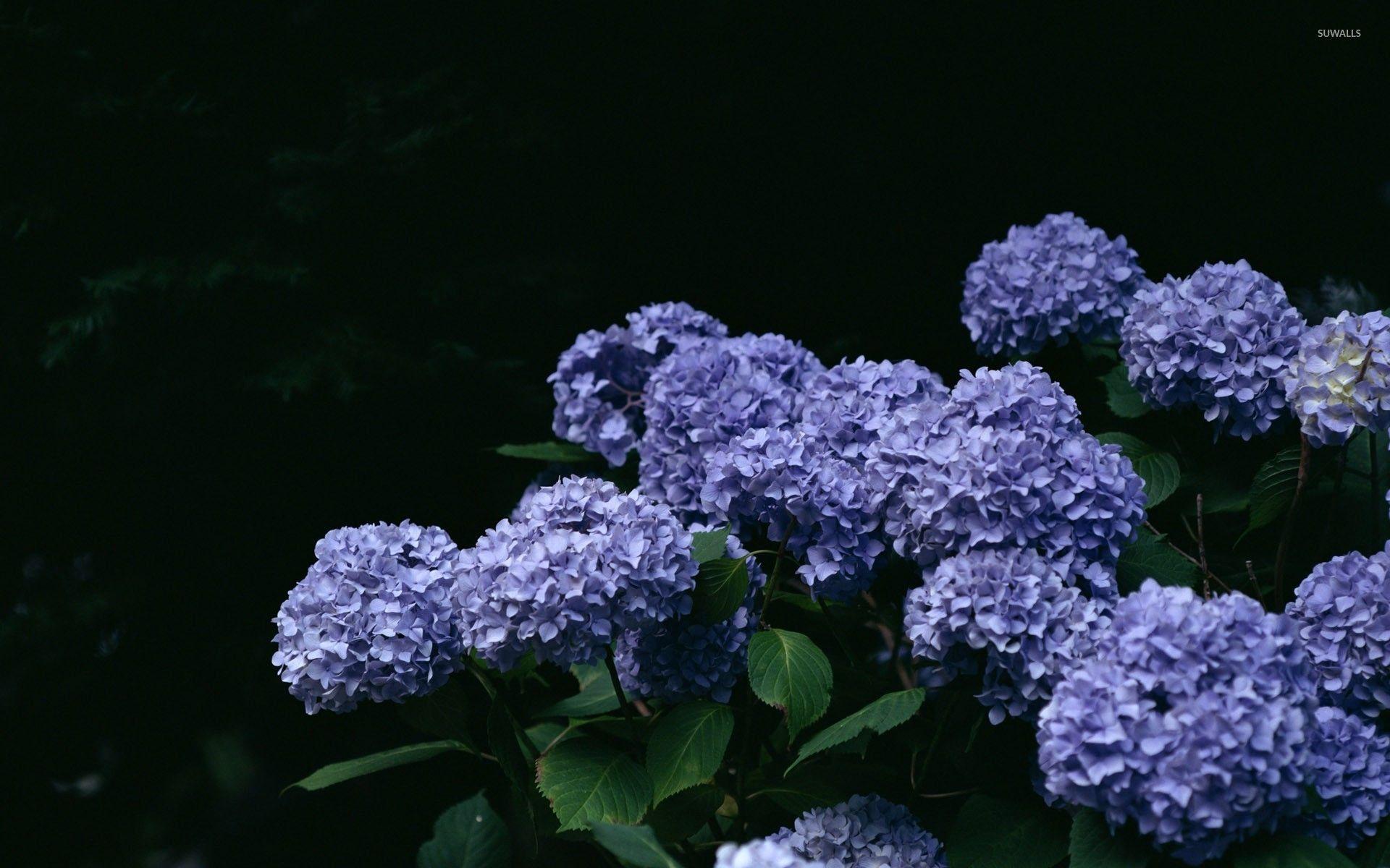 1920x1200 Hydrangea [3] wallpaper wallpaper